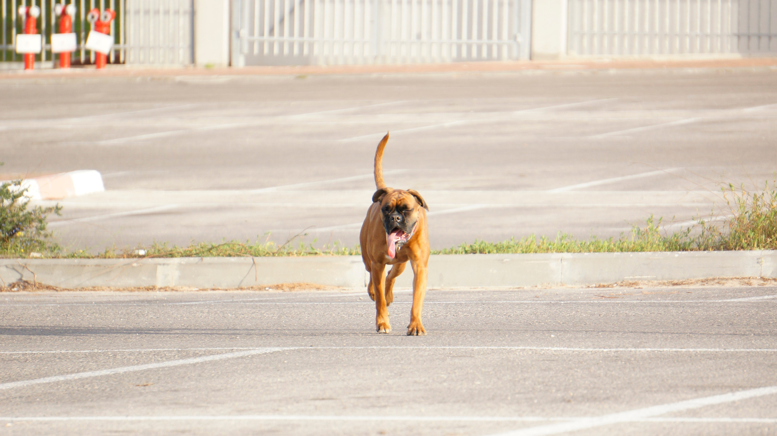 My ״Star״ Boxer Dog
