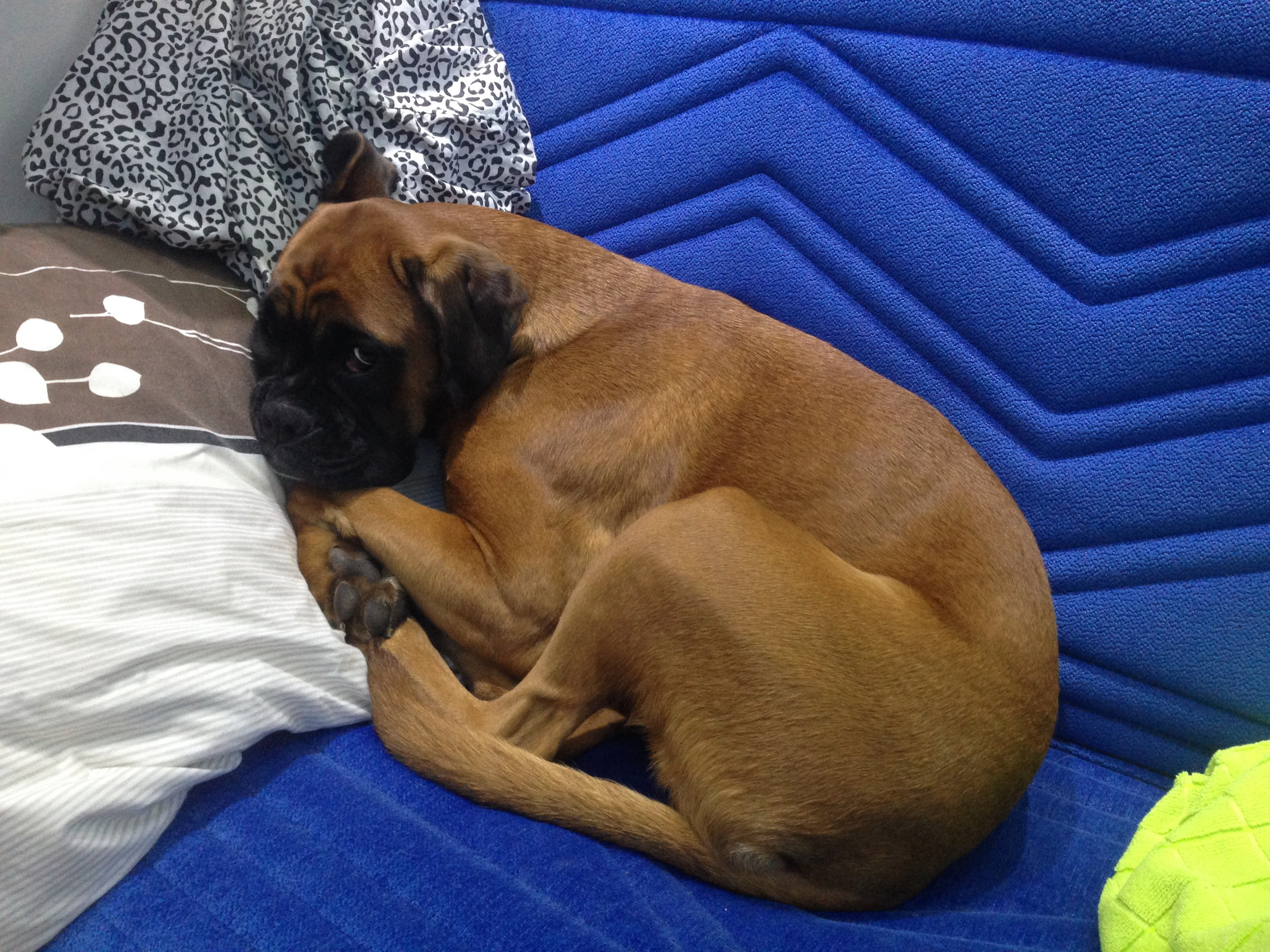 My ״Star״ Boxer Dog