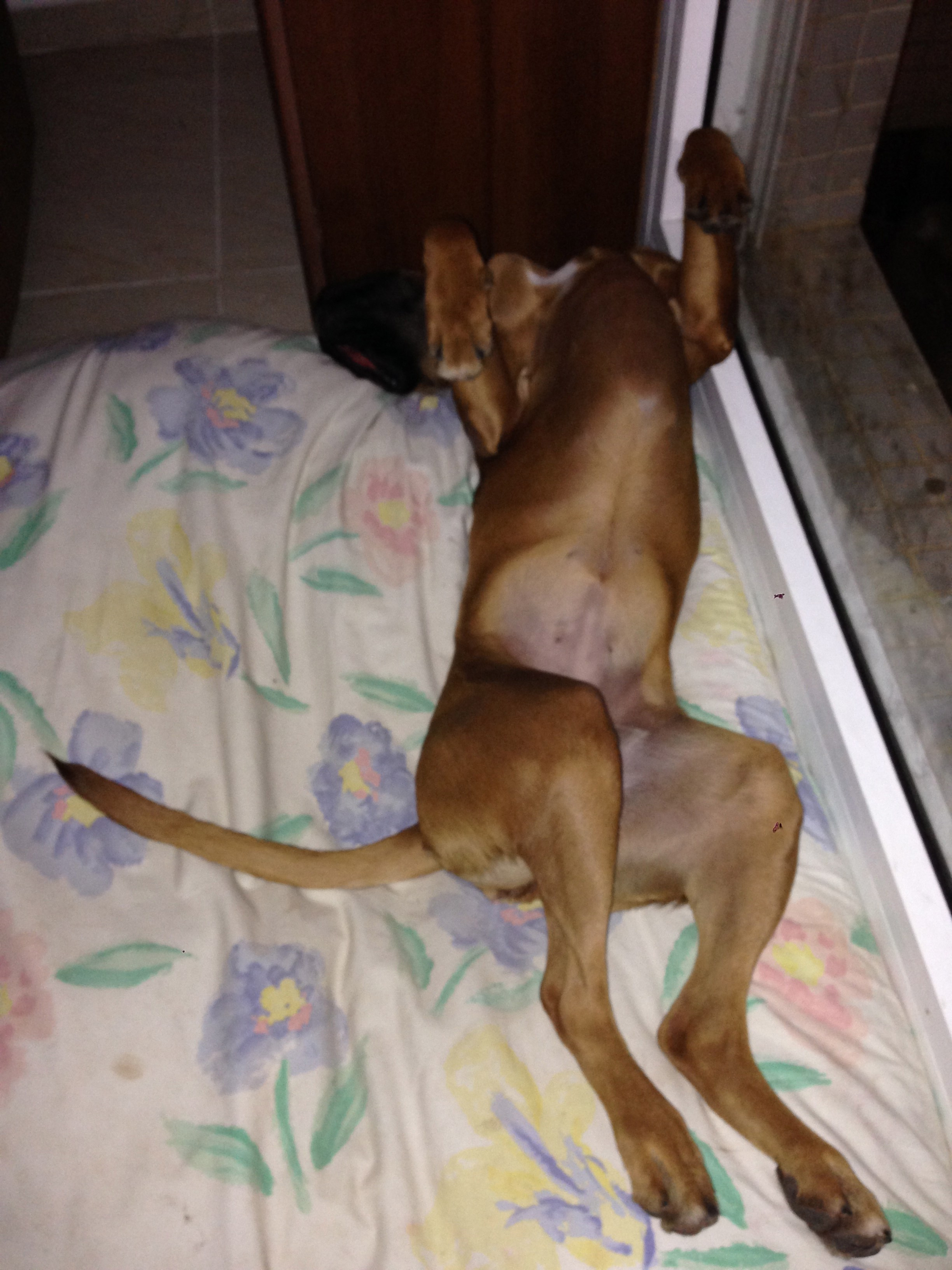 My ״Star״ Boxer Dog