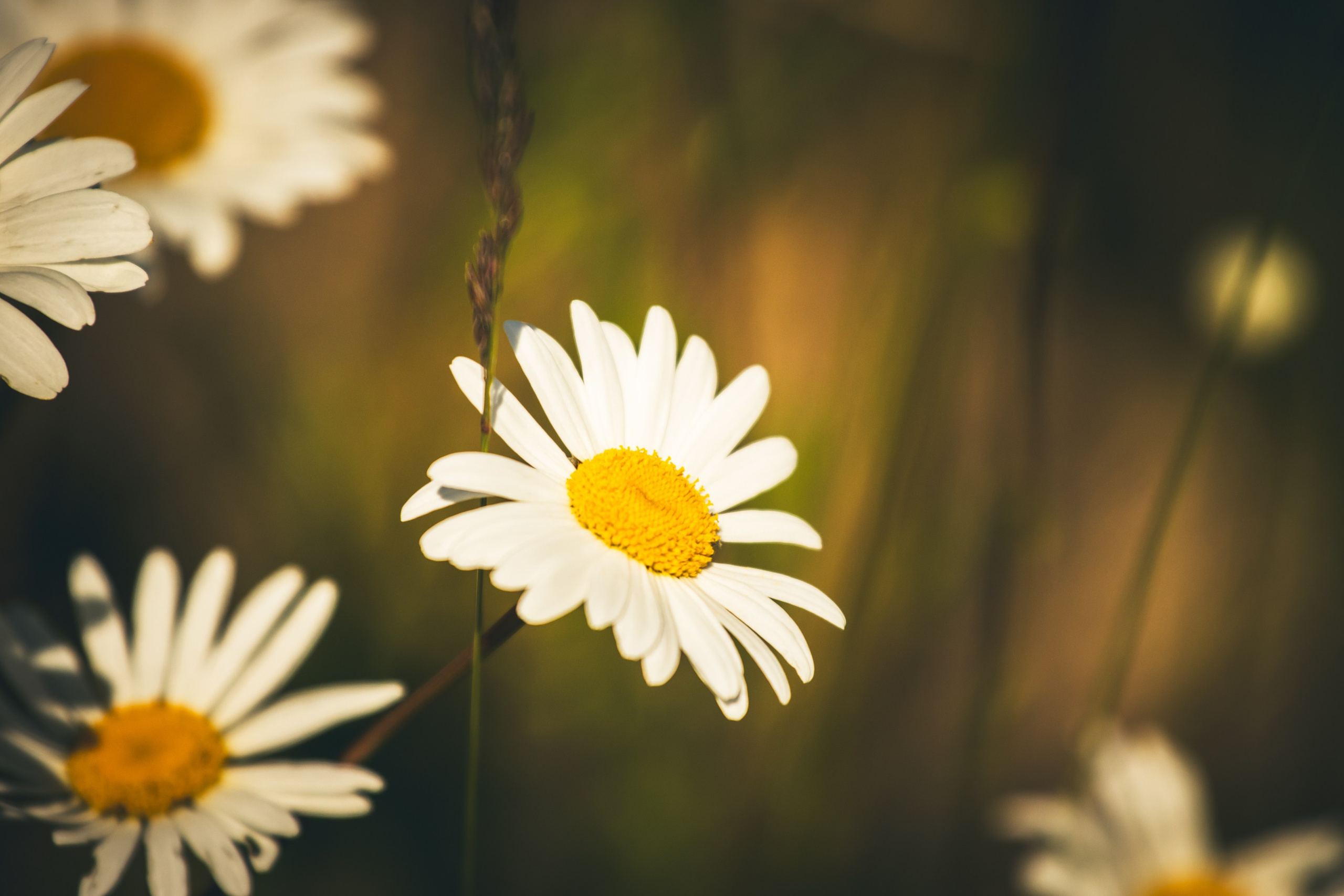 Jalgrattasõit ümbruskonnas. Nebula 25 — Fotod teie hingele