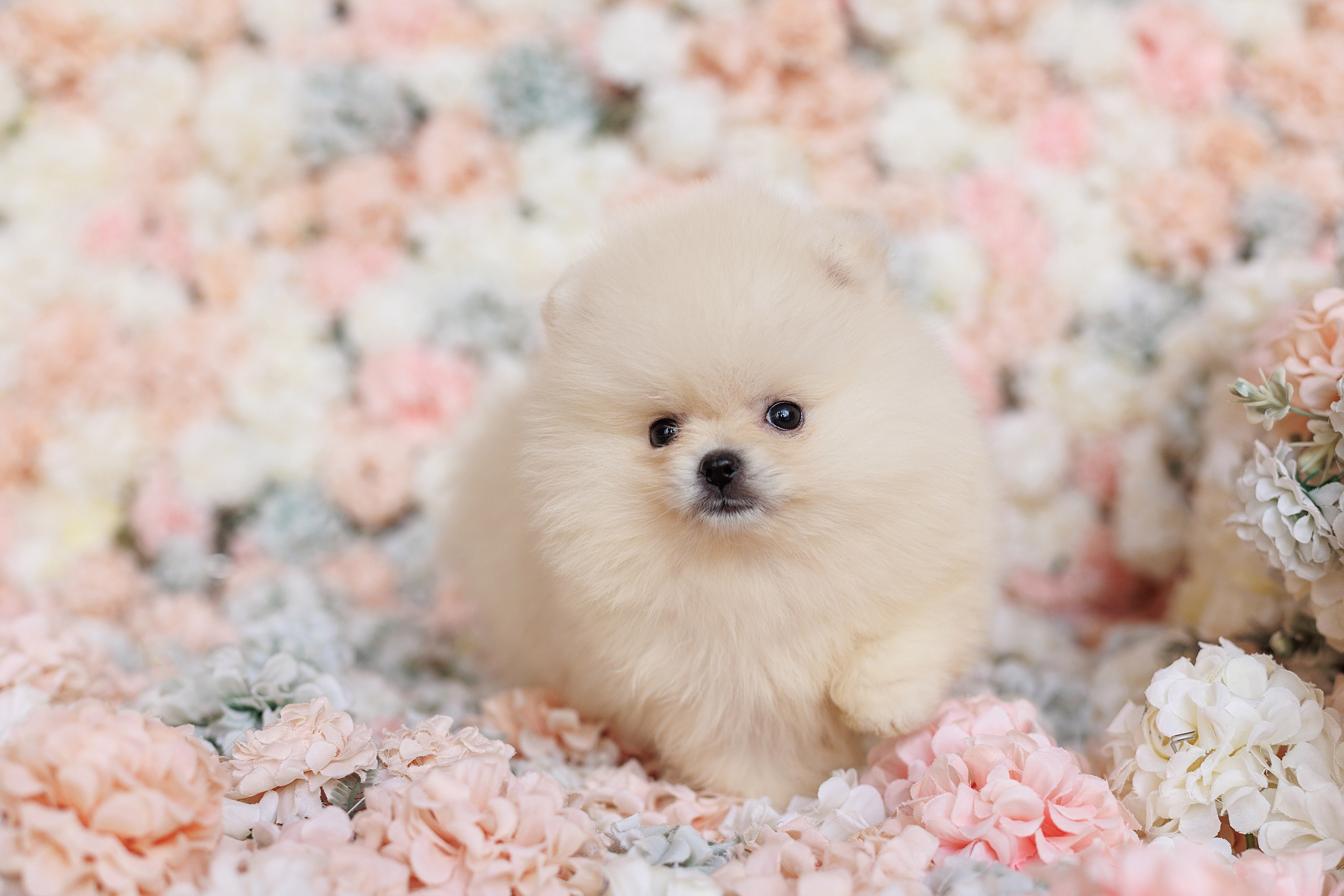 Pomeranian puppies. Семейный фотограф в Кишинёве Пулькина Ольга