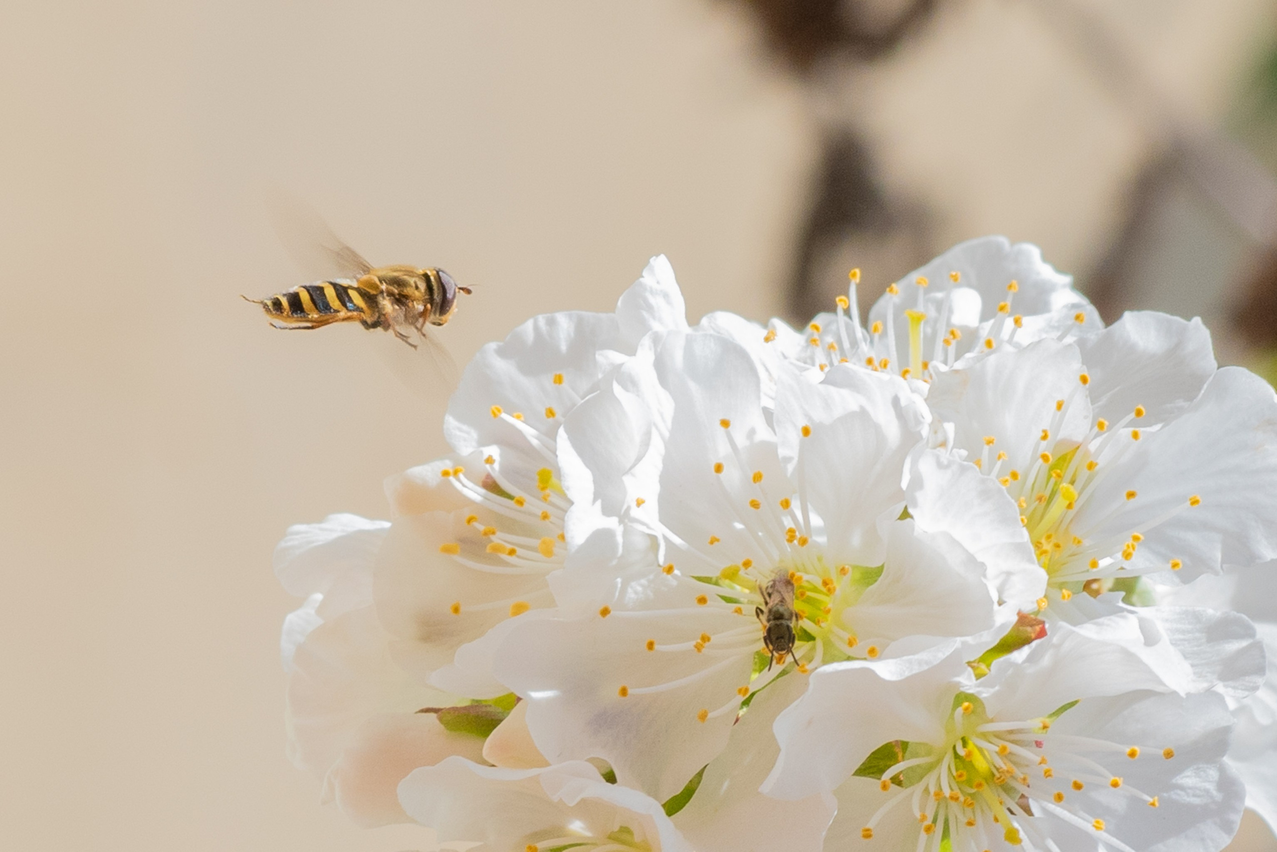 ~Animale si alte vietati~. Andreea Ivan art-Fotograf Constanta, Fotograf profesionist Constanta, Fotograf de nunta Constanta, botez, sedinte foto cu tematica, portret