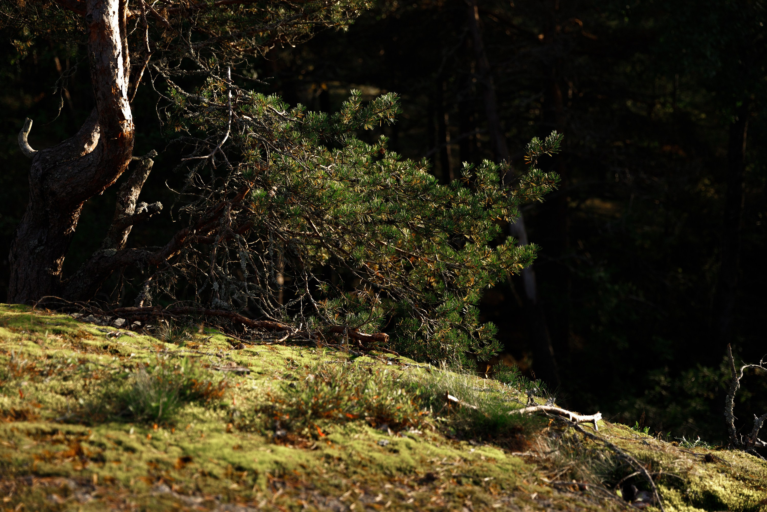 Turku. Kaja | fotograf psów we Wrocławiu