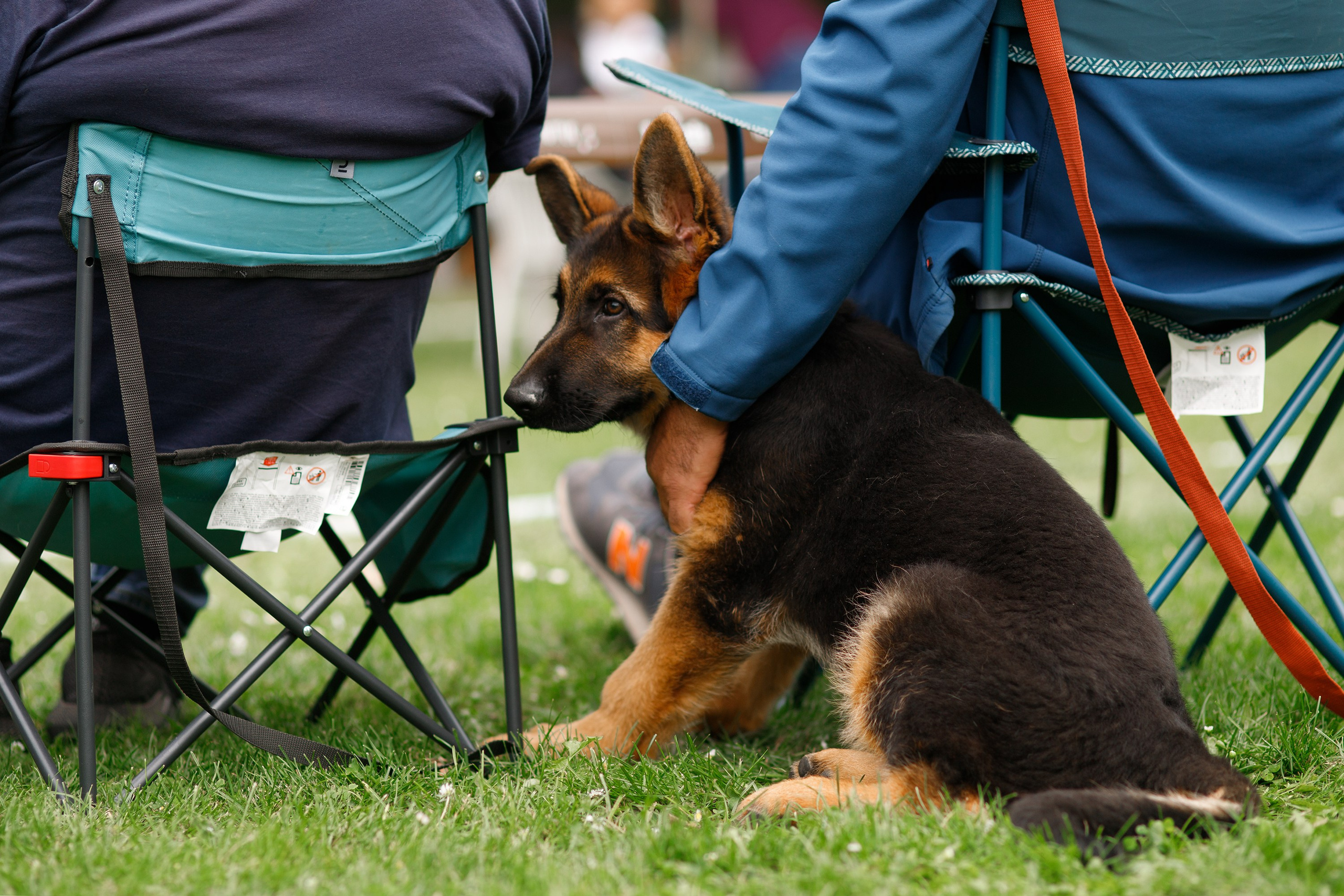 Dog shows | the best ones. Kaja | fotograf psów we Wrocławiu