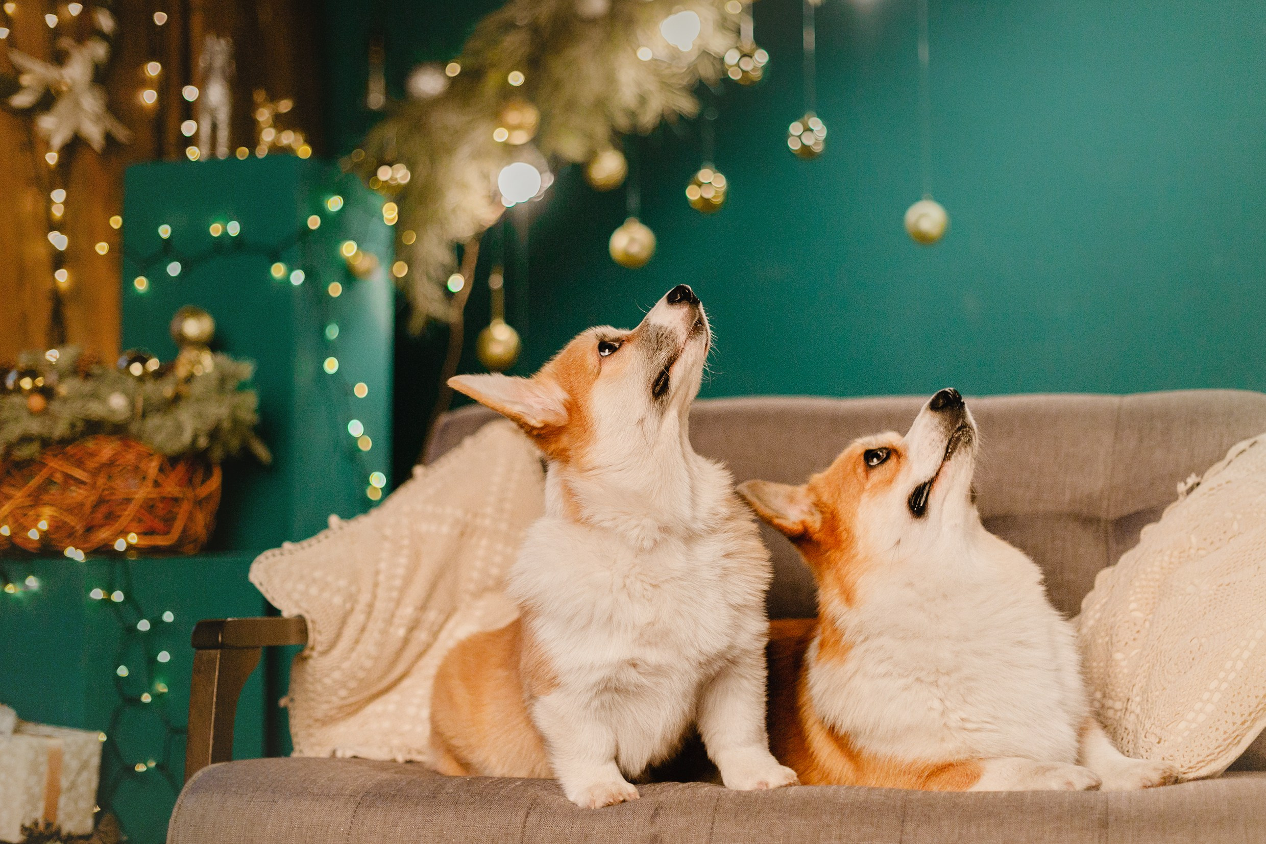 New Year corgis in studio. Kaja | fotograf we Wrocławiu | ludzie i psy