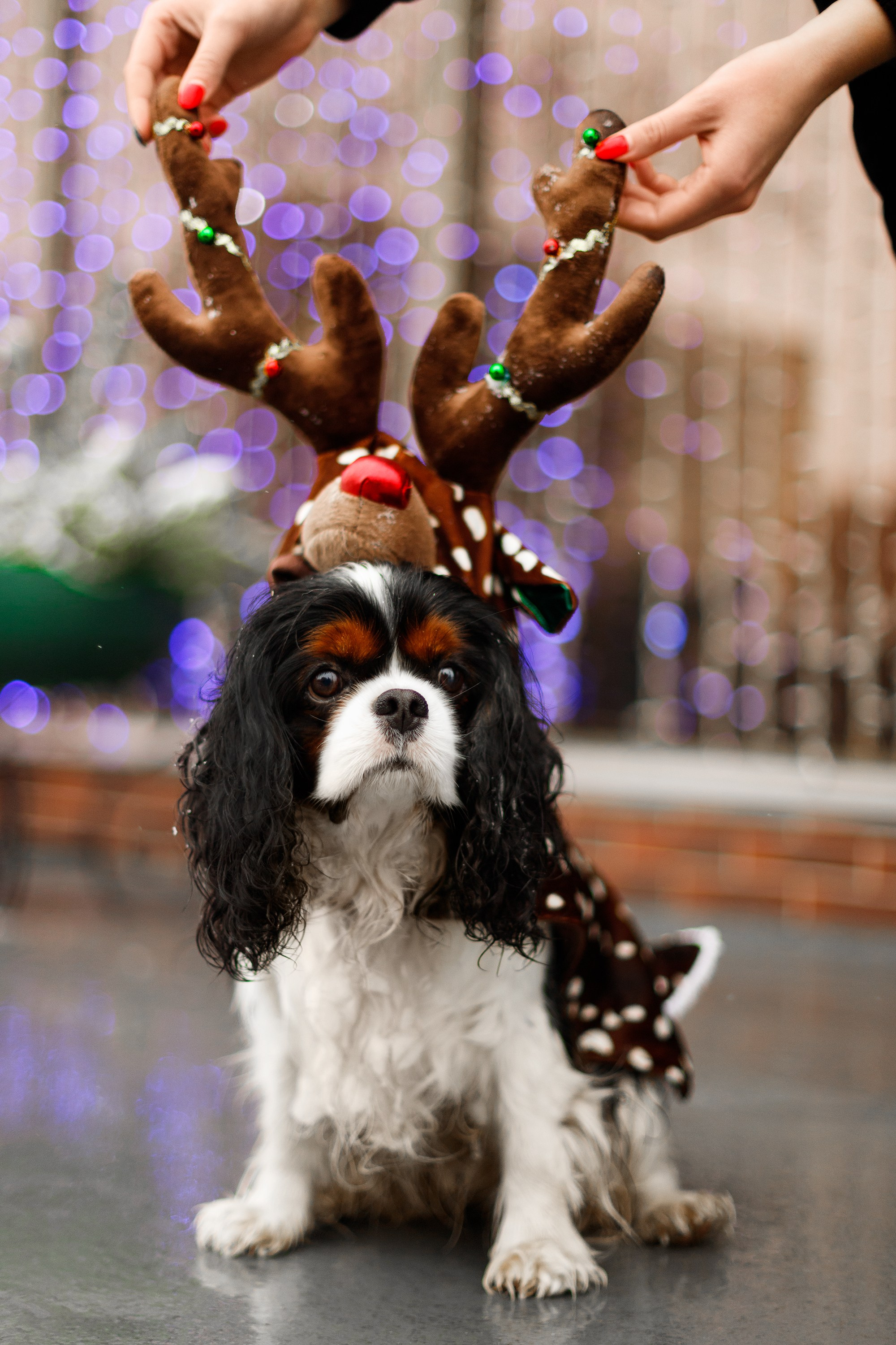 Uliana & winter spaniels. Kaja | fotograf psów we Wrocławiu