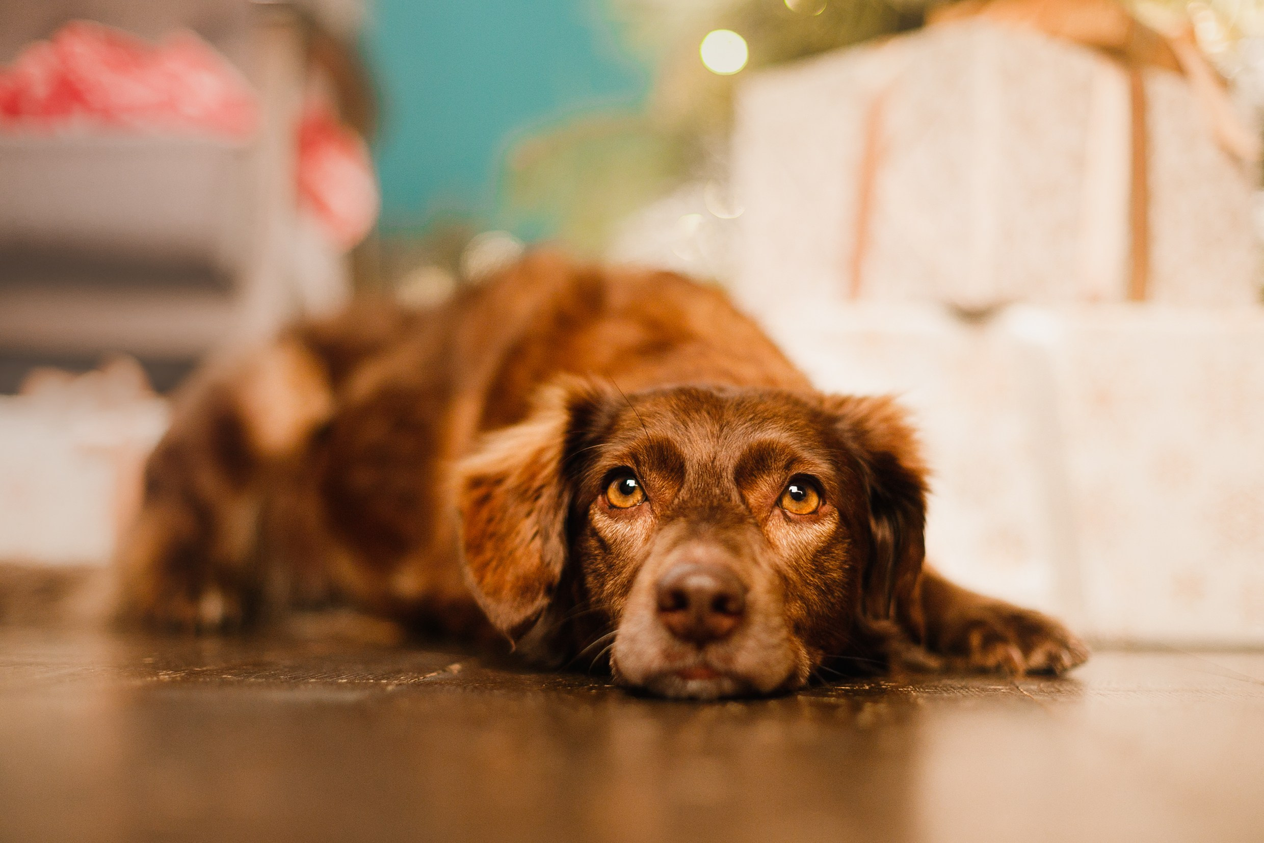 Lana, Edgar and Mucha | new year studio. Kaja | fotograf psów we Wrocławiu