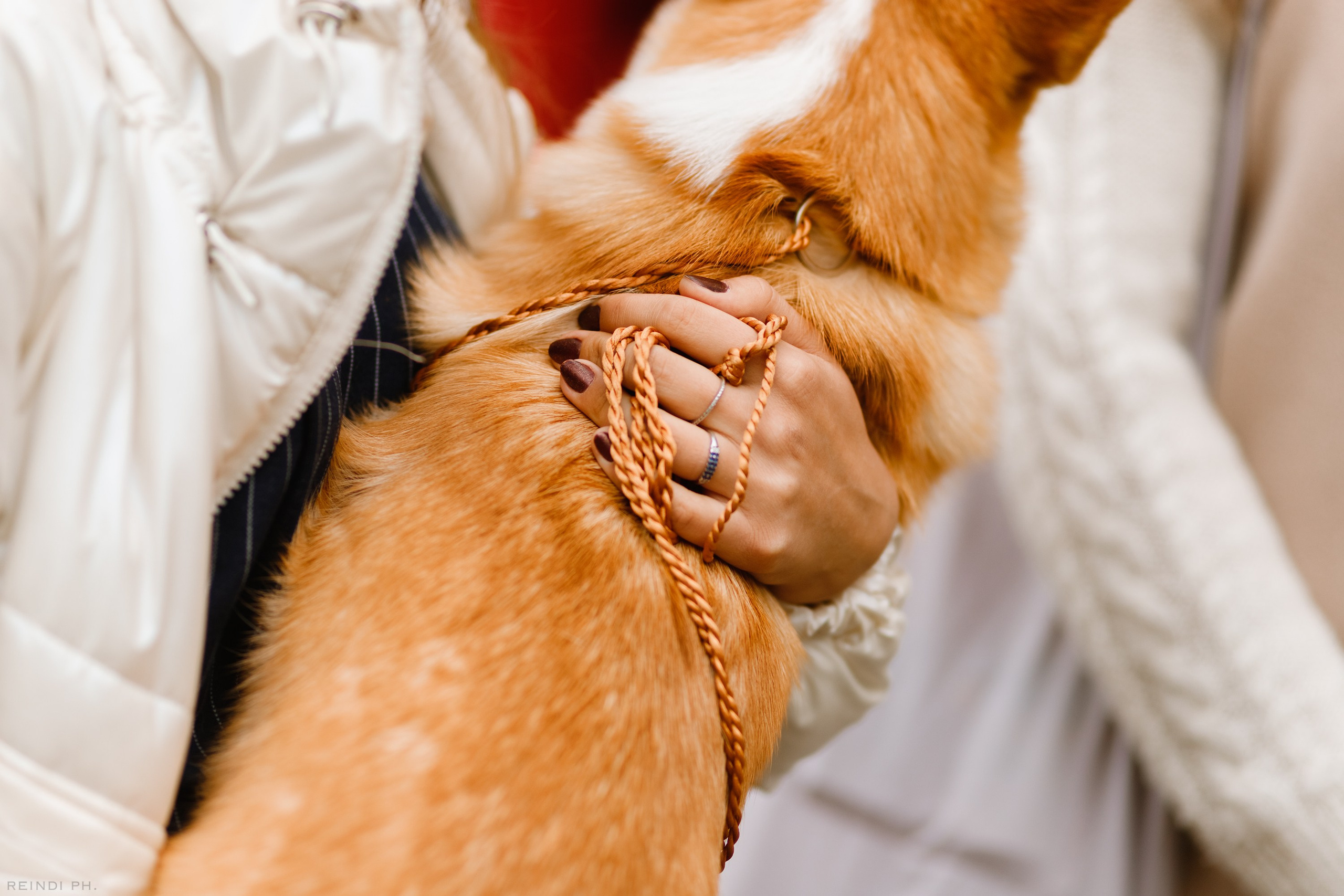 «Argus» dog show in Brest. Kaja | fotograf we Wrocławiu | ludzie i psy