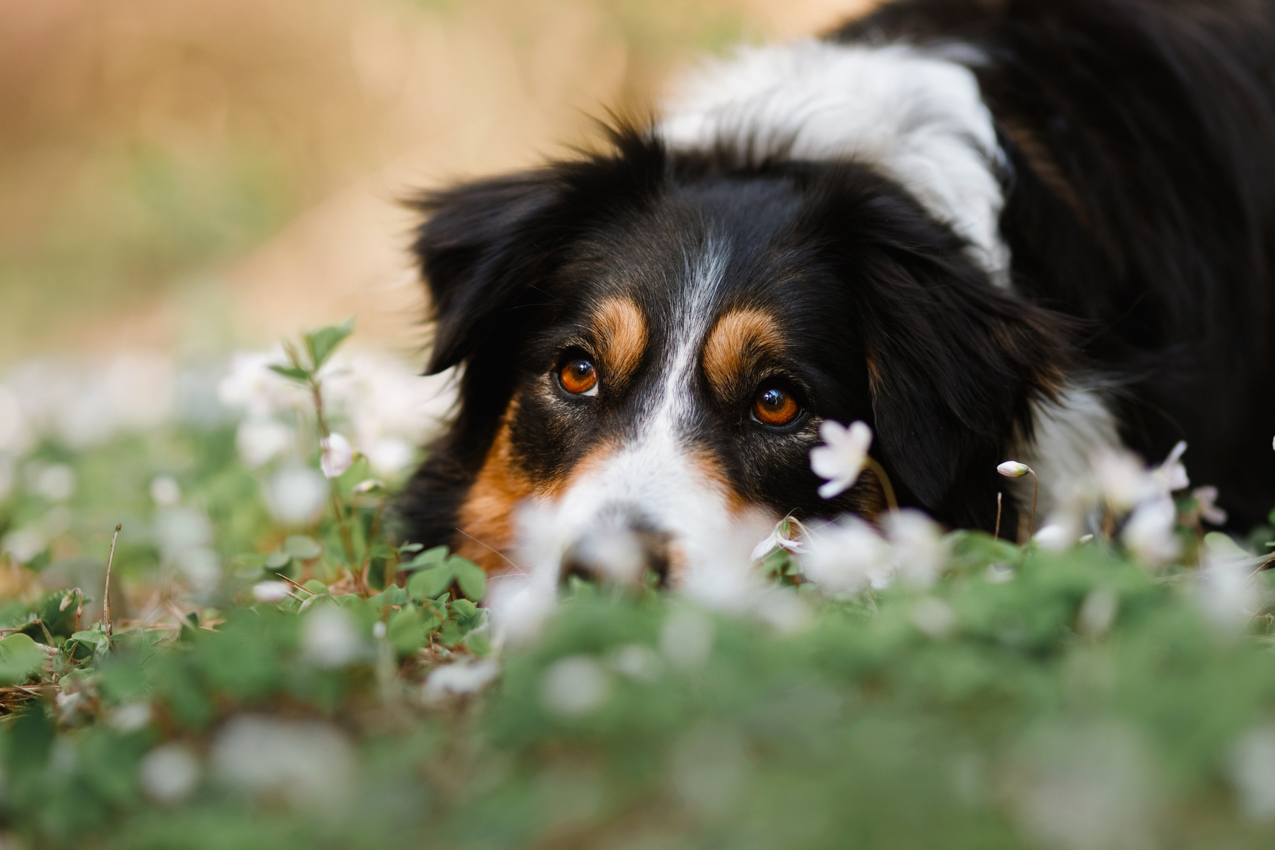 Dog trainer blog content. Kaja | fotograf we Wrocławiu | ludzie i psy