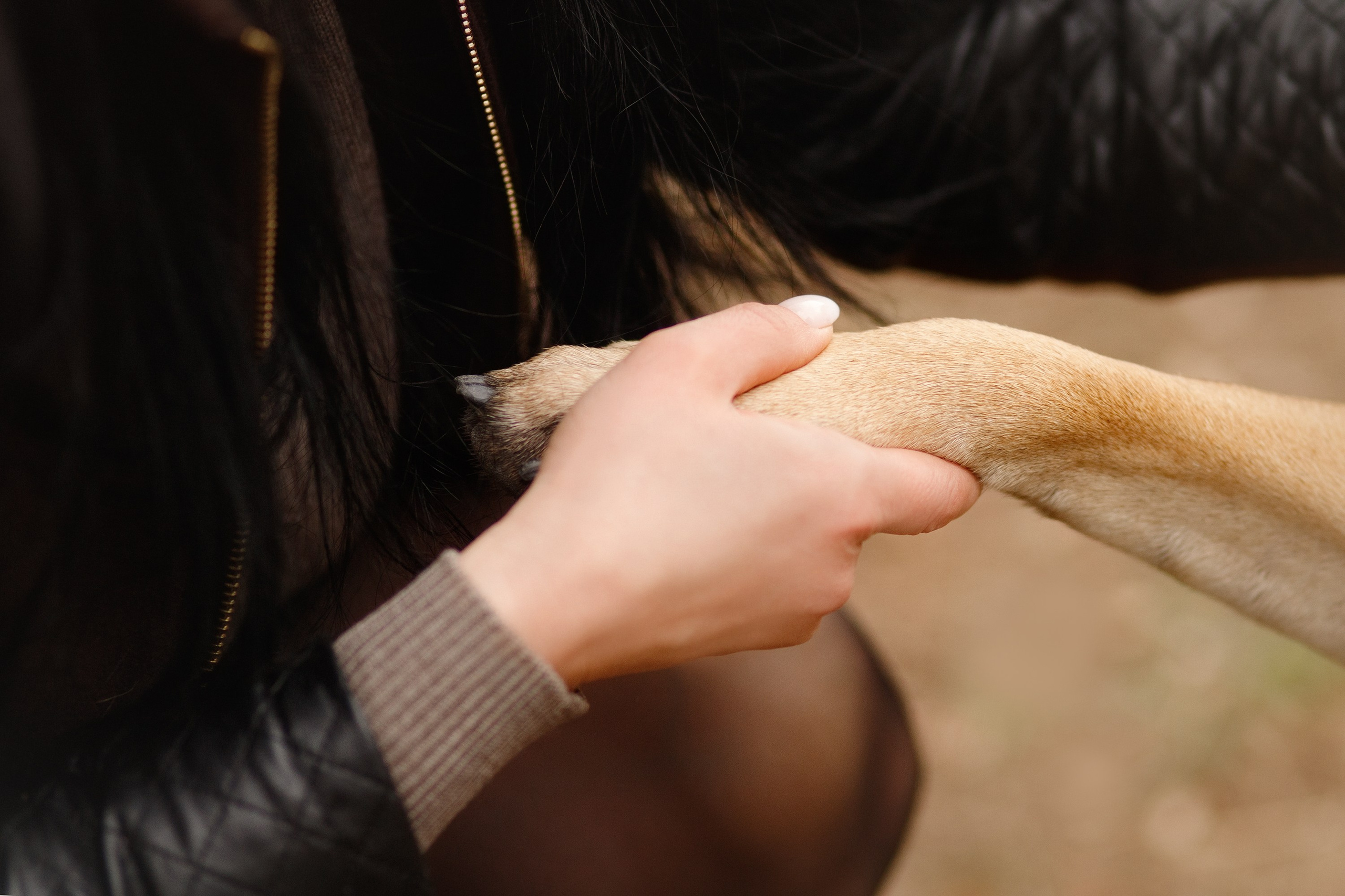 Spring ca de bou. Kaja | fotograf psów we Wrocławiu