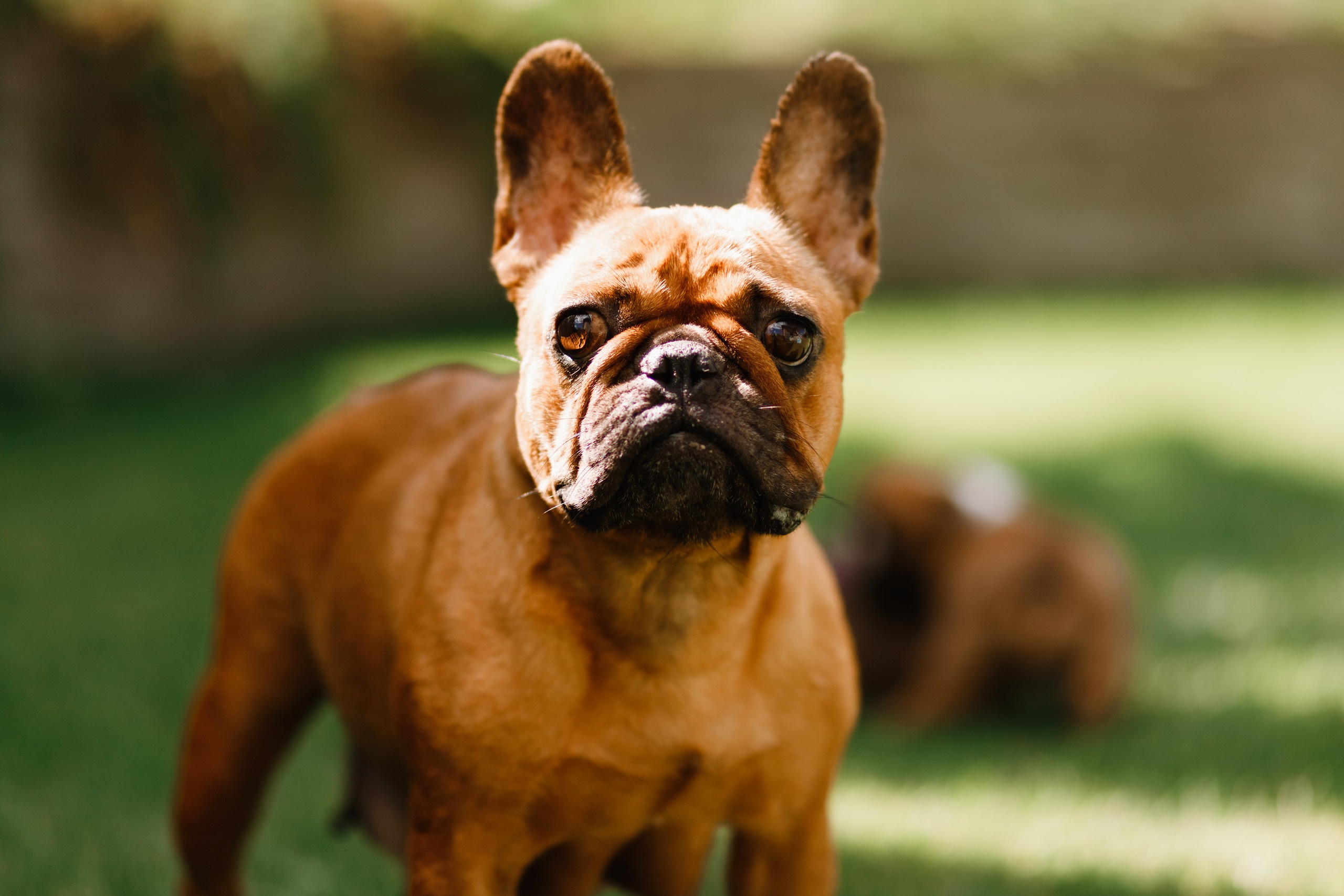 French bulldog puppies. Kaja | fotograf we Wrocławiu | ludzie i psy