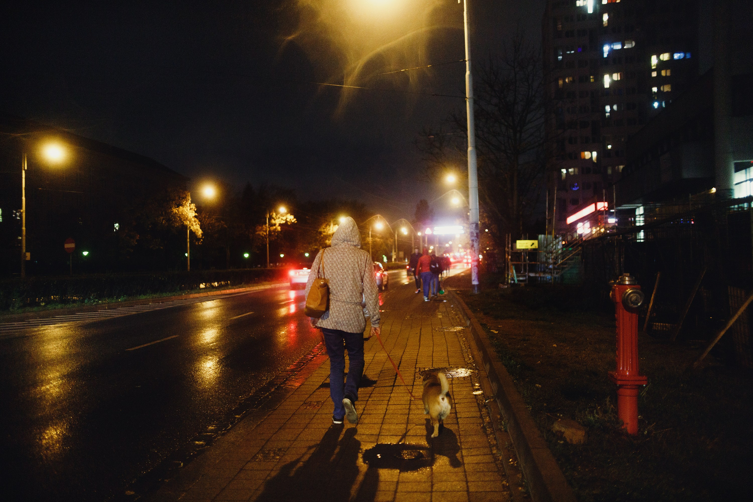 Night rainy Wroclaw. Kaja | fotograf psów we Wrocławiu