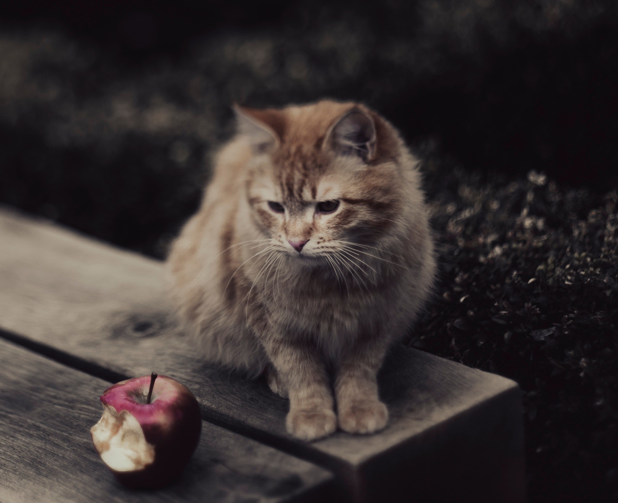 Elina /white gotic bride. Sandra Garanca Portrait and event photographer