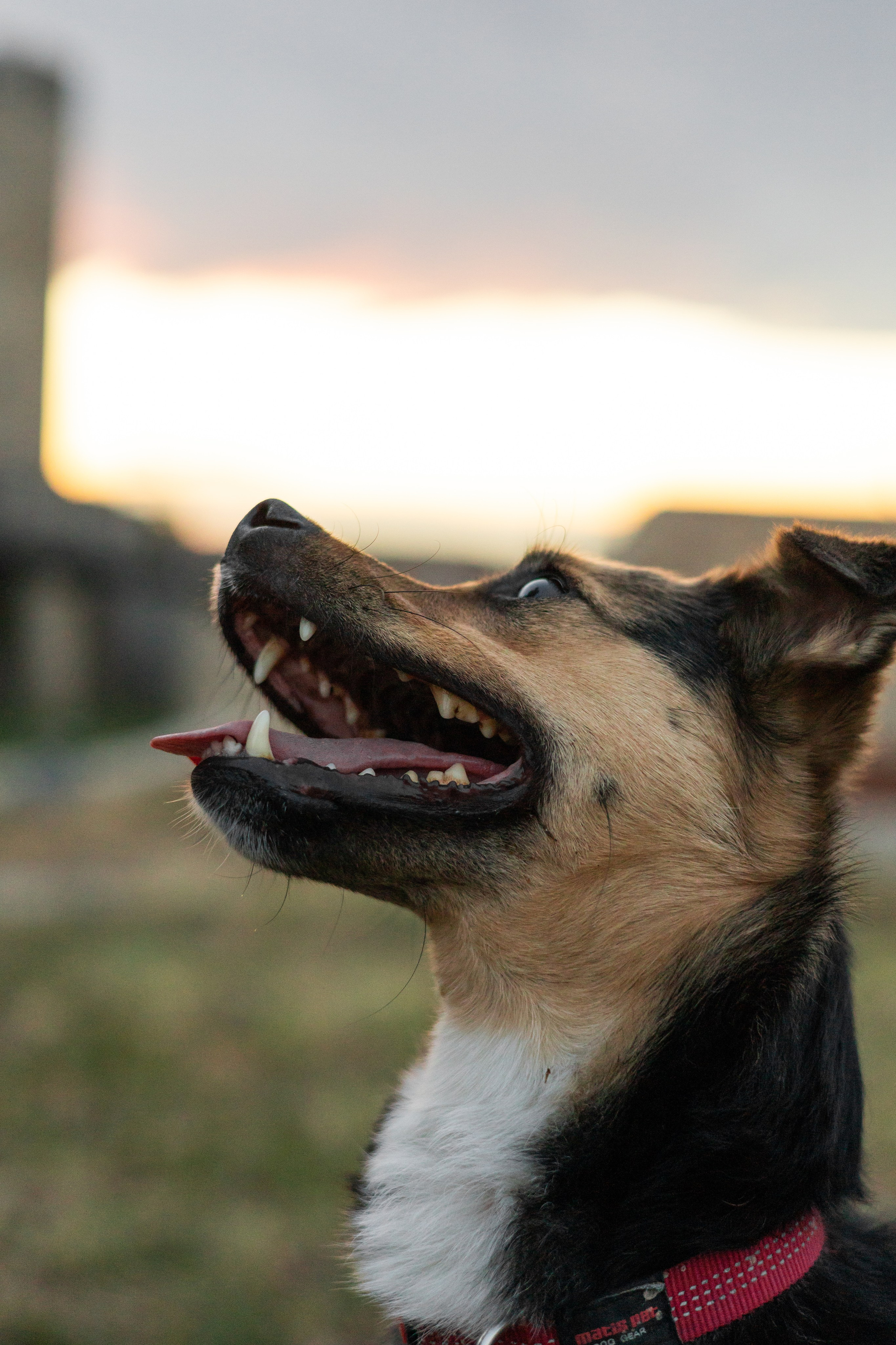 Настя, Денис и Мося. Фотограф-анималист | Белград