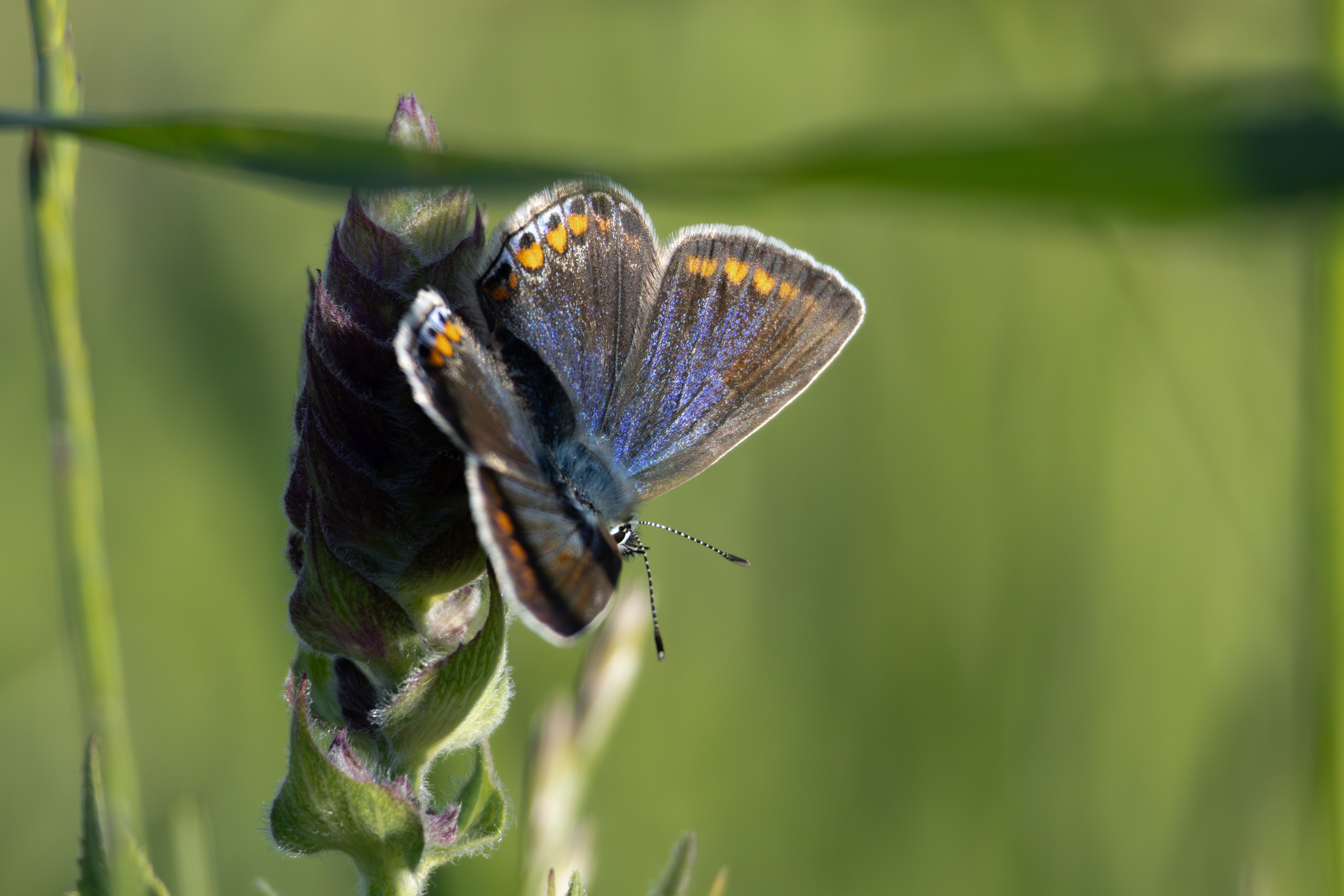 ბუნება. FramefreeMan