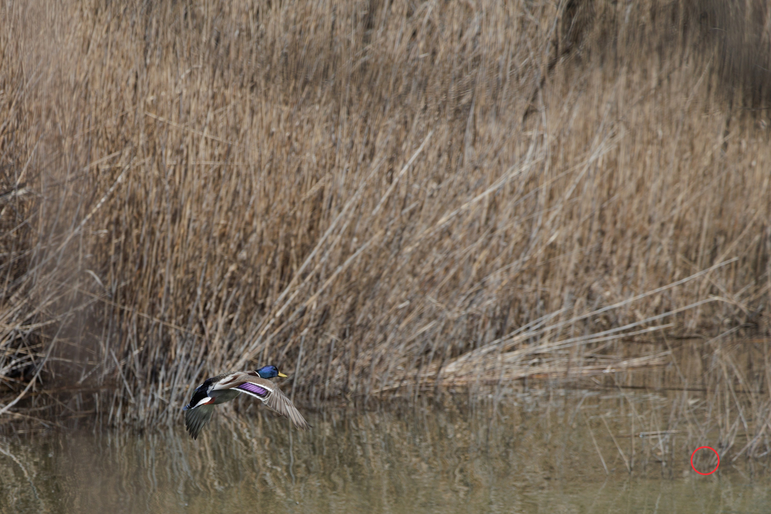 გასეირნება კრწანისის ტბებზე. FramefreeMan