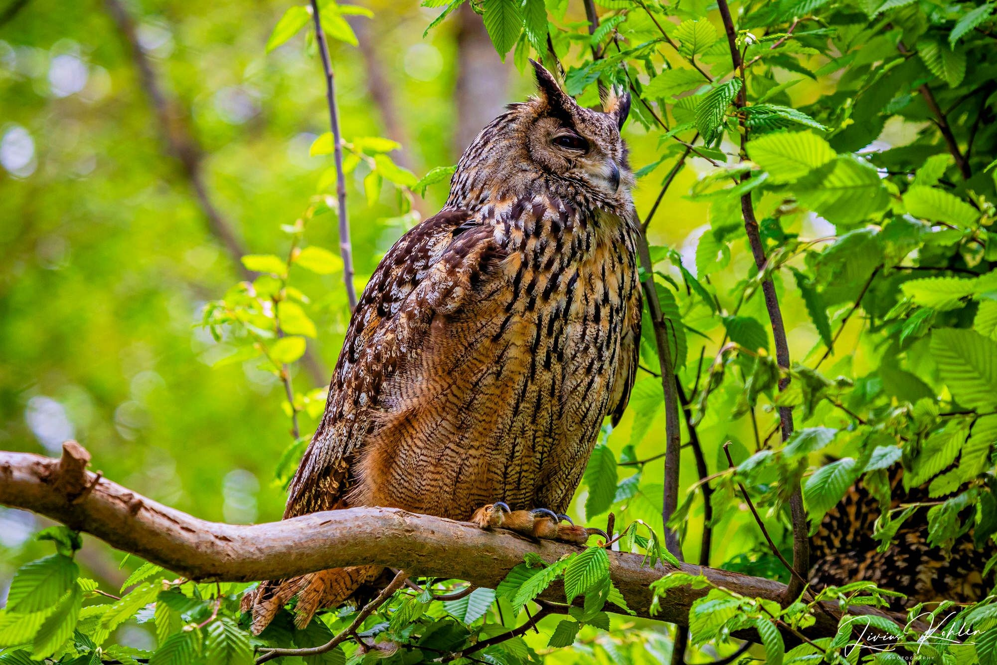 Wildpark Bad Mergentheim. FOTO KREATIV