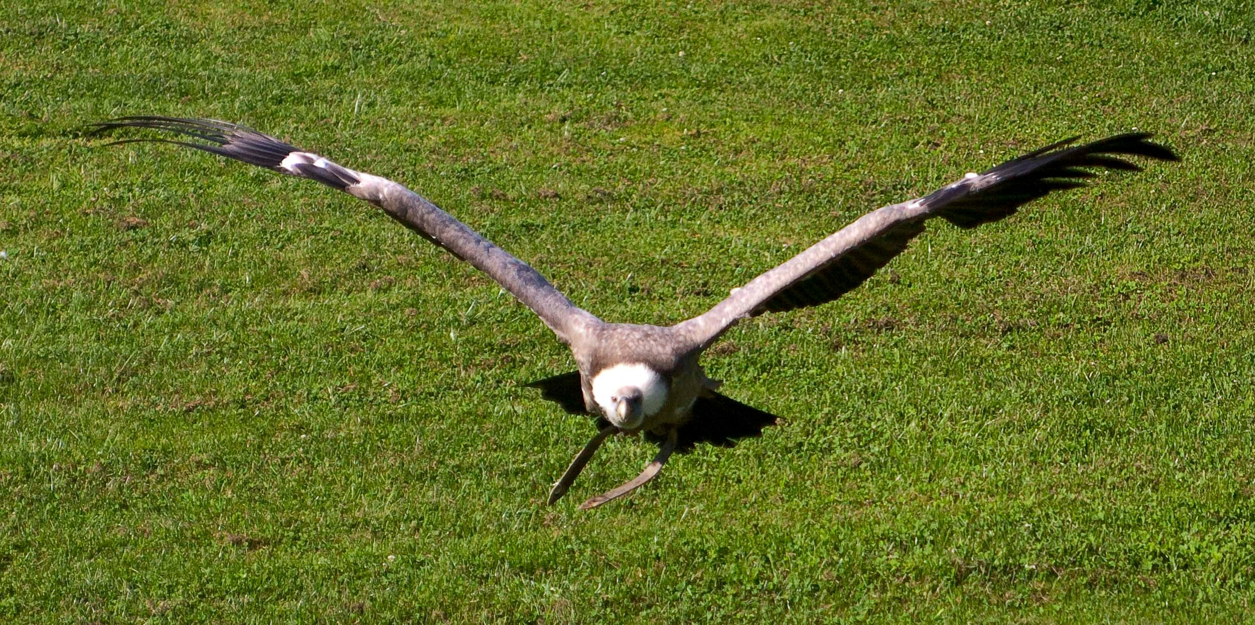 Wildpark Tambach. FOTO KREATIV
