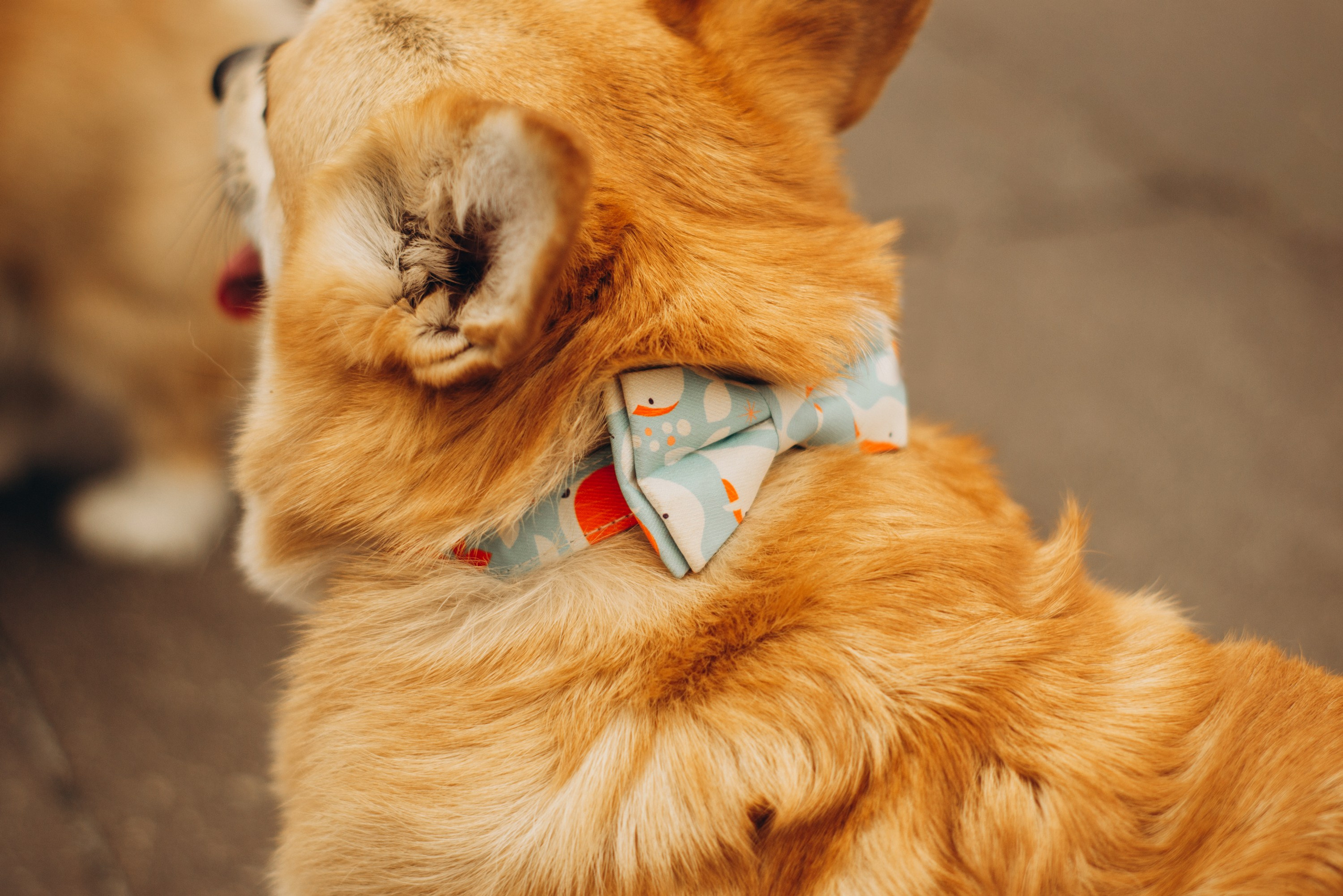Corgi party, september. Kat Laisaar — Pet photographer in Tallinn