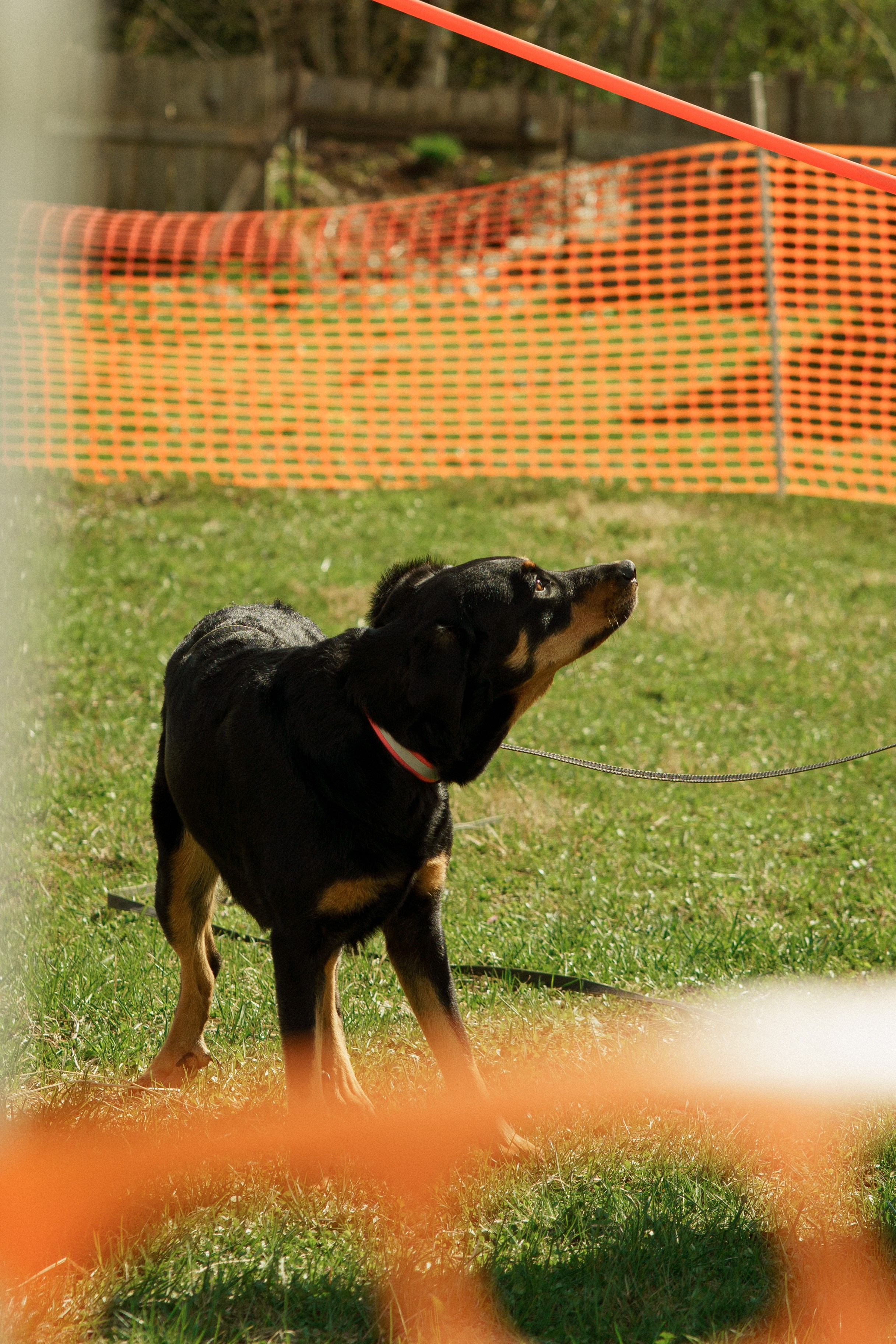 Herding Days, 26 apr. 2025. Kat Laisaar — Pet photographer in Tallinn