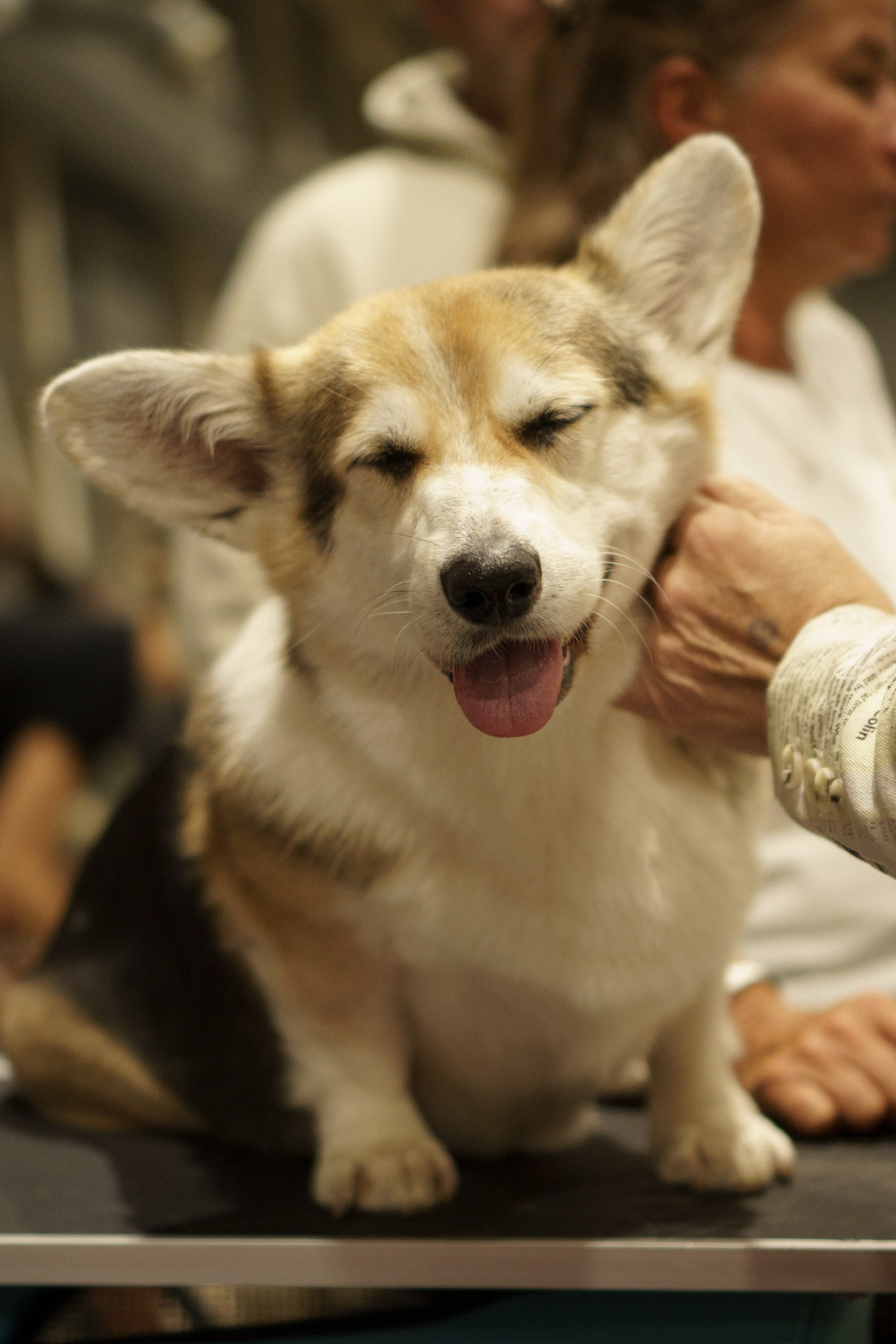 Tartu International Dog Show. Kat Laisaar — Pet photographer in Tallinn