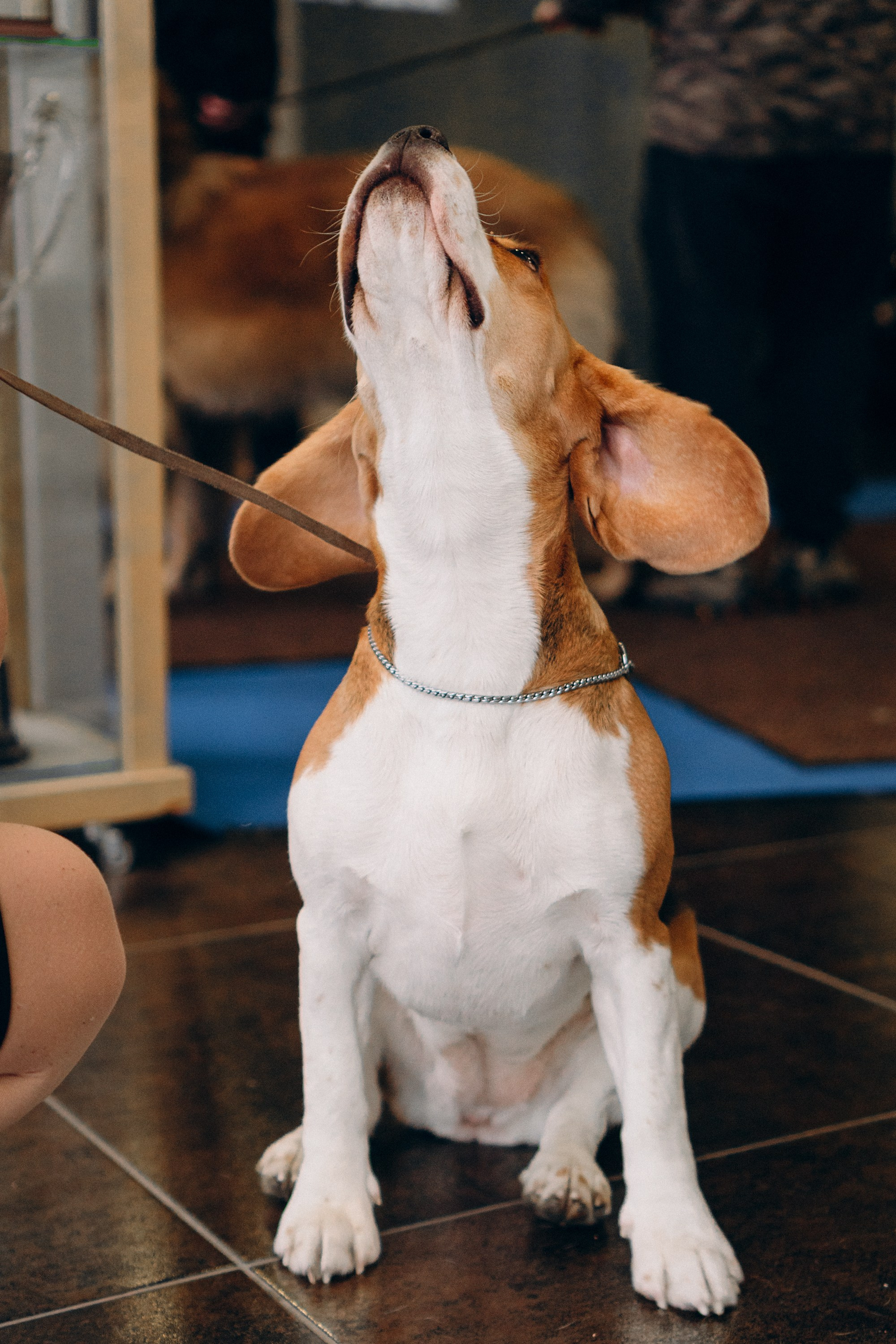 Luure & Cascada. Kat Laisaar — Pet photographer in Tallinn