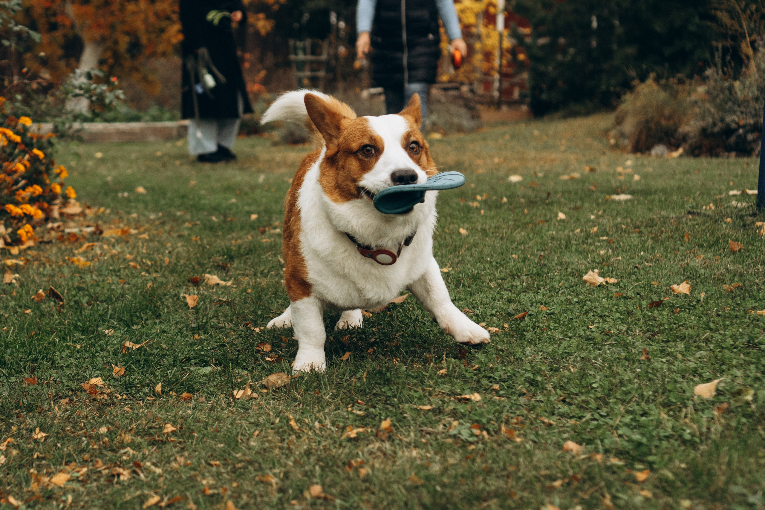 Jelena and her Sandy, Pug and Katja and her Safiir, Cardigan Welsh Corgi. Kat Laisaar — Pet photographer in Tallinn