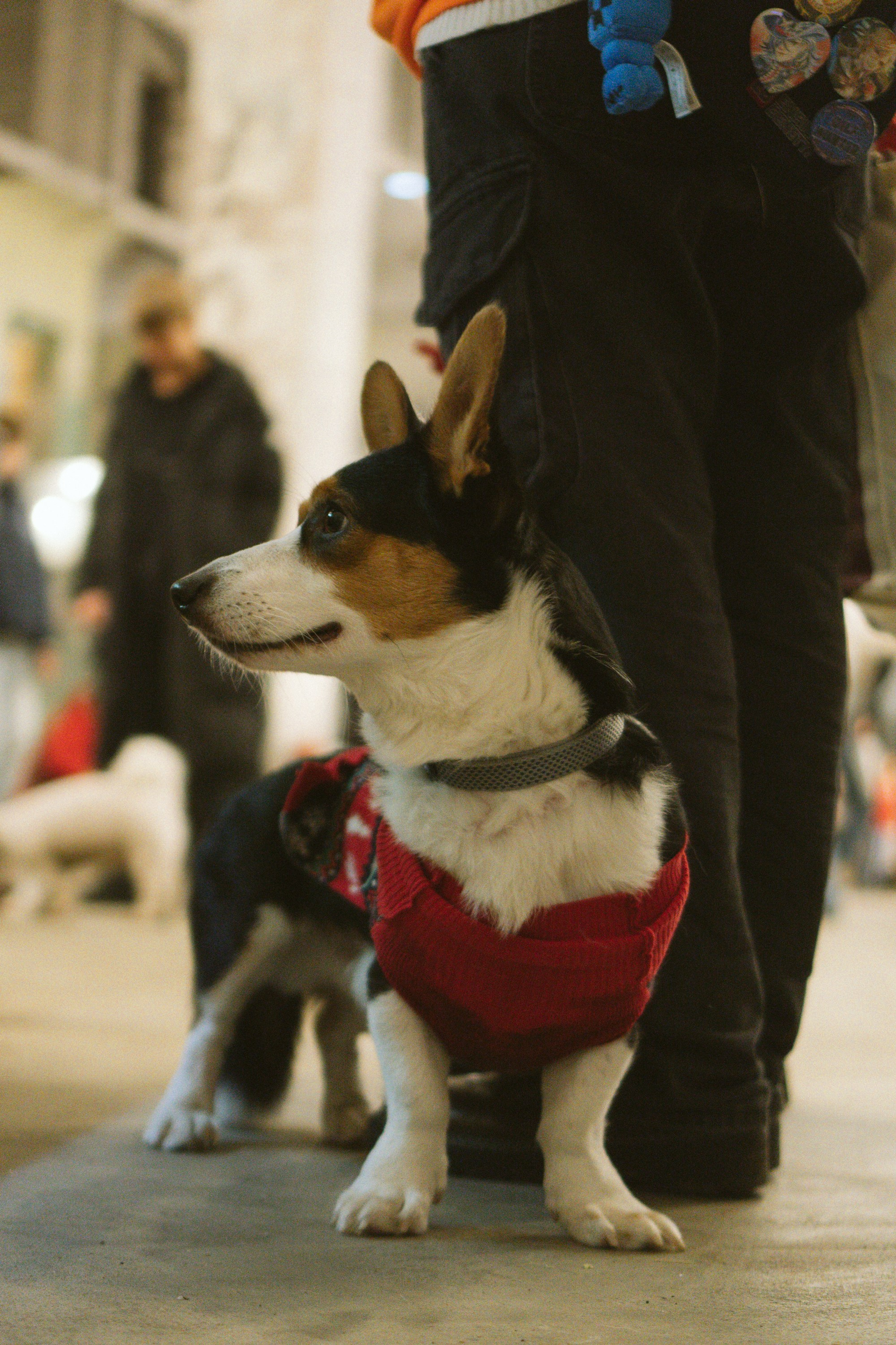 Corgi Fest, Christmas edition. Kat Laisaar — Pet photographer in Tallinn