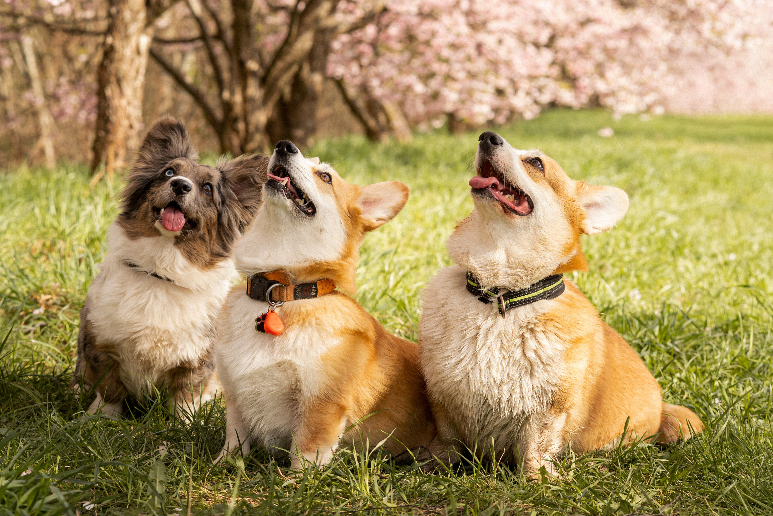 Corgis in Sakura blossom. Kat Laisaar — Pet photographer in Tallinn