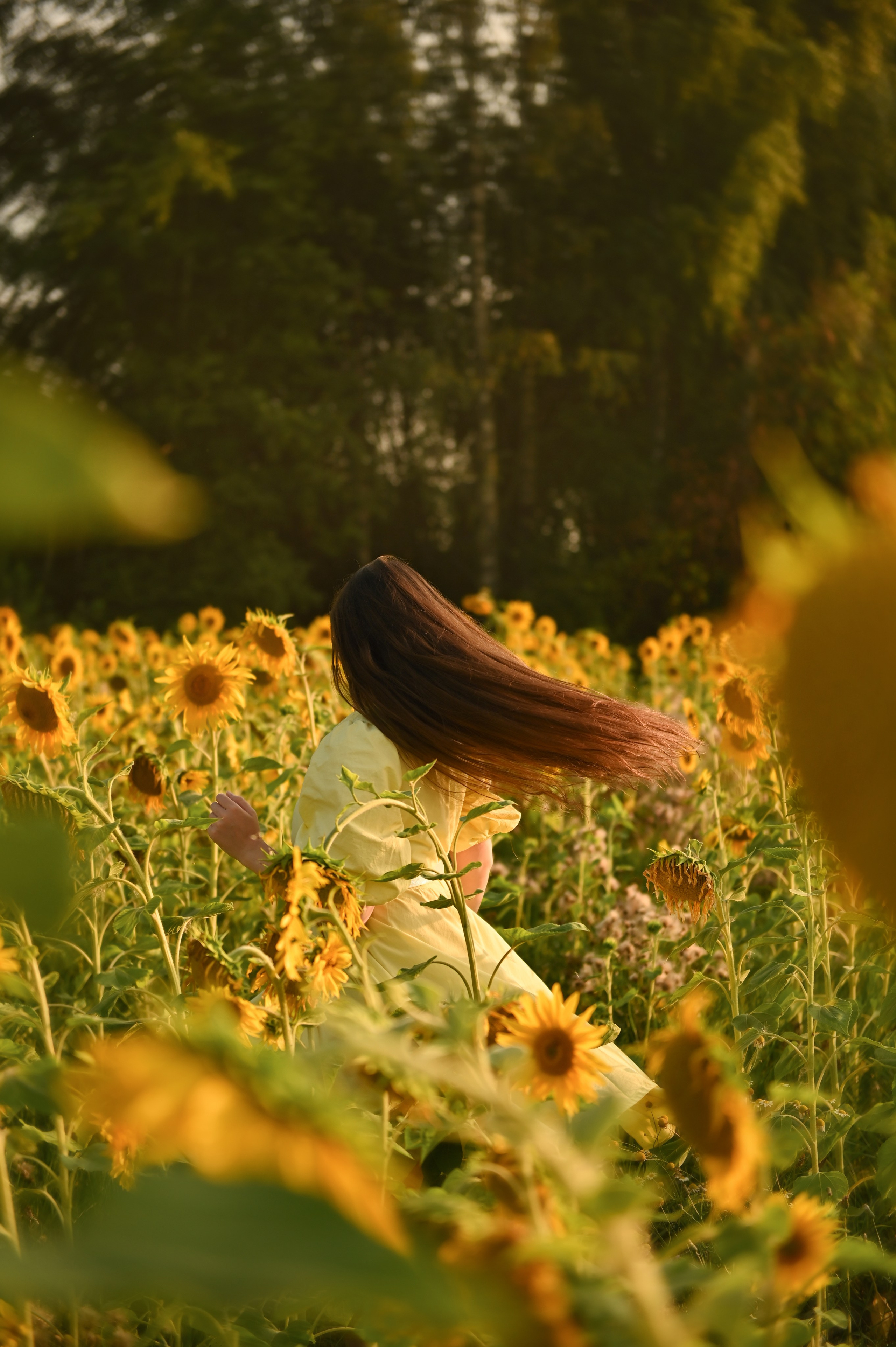Подсолнухи. Детский и семейный фотограф в финляндии дина пулкка. контент фотограф