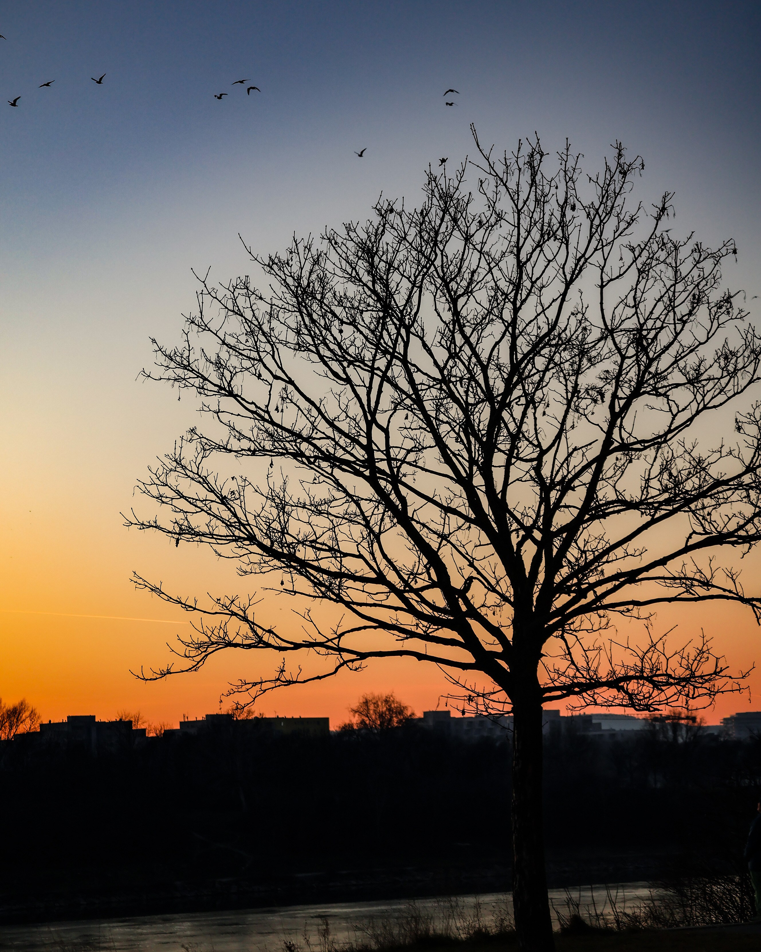 A leafless tree and sunset