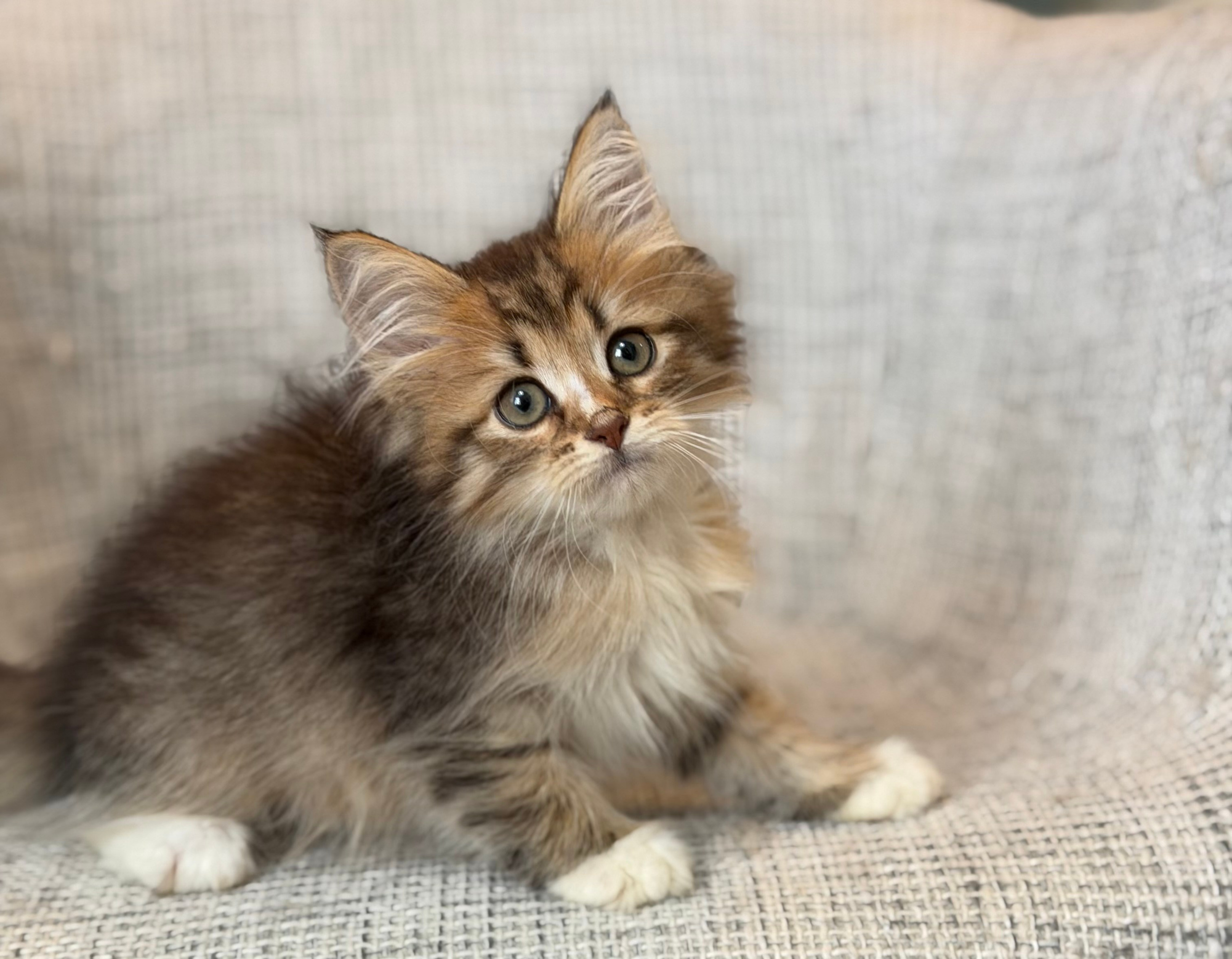 Reserved Florence , Brown Tabby and White Female 