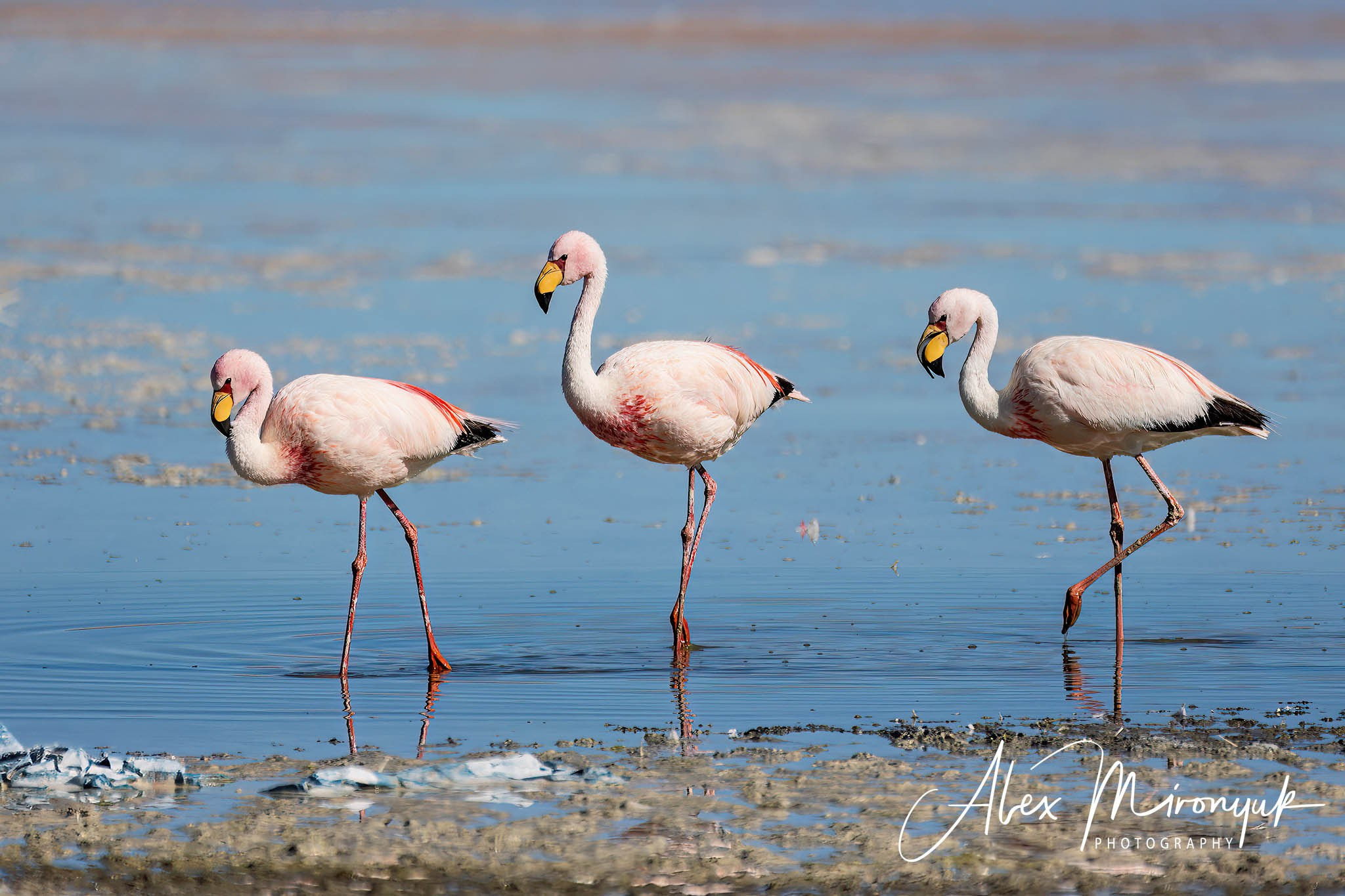 Bolivia Adventure — 2025. Pet, Senior, Landscape, portrait studio, photographer in Miami and Sou