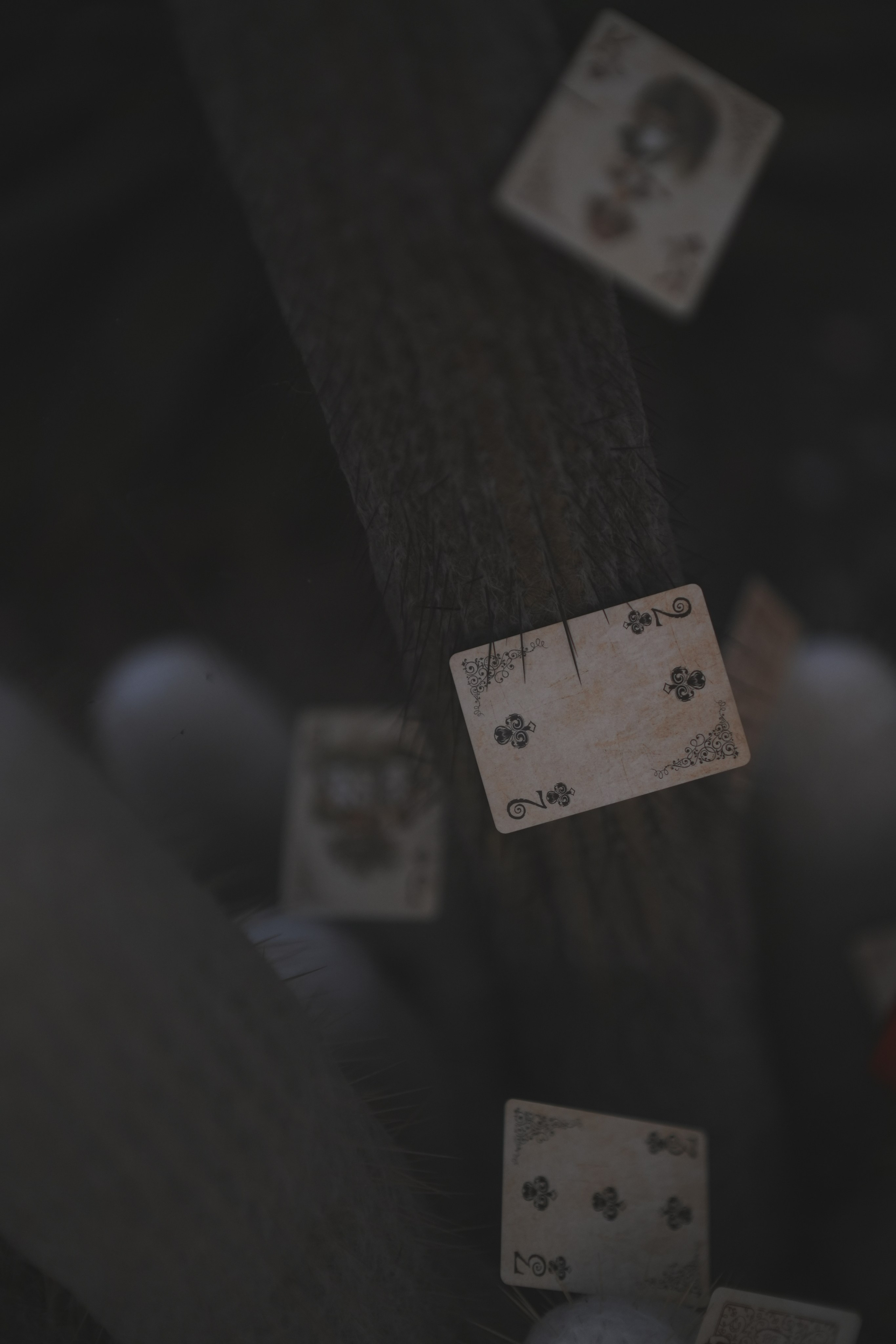 Queen of hearts (CA). Photographer New York / Los Angeles