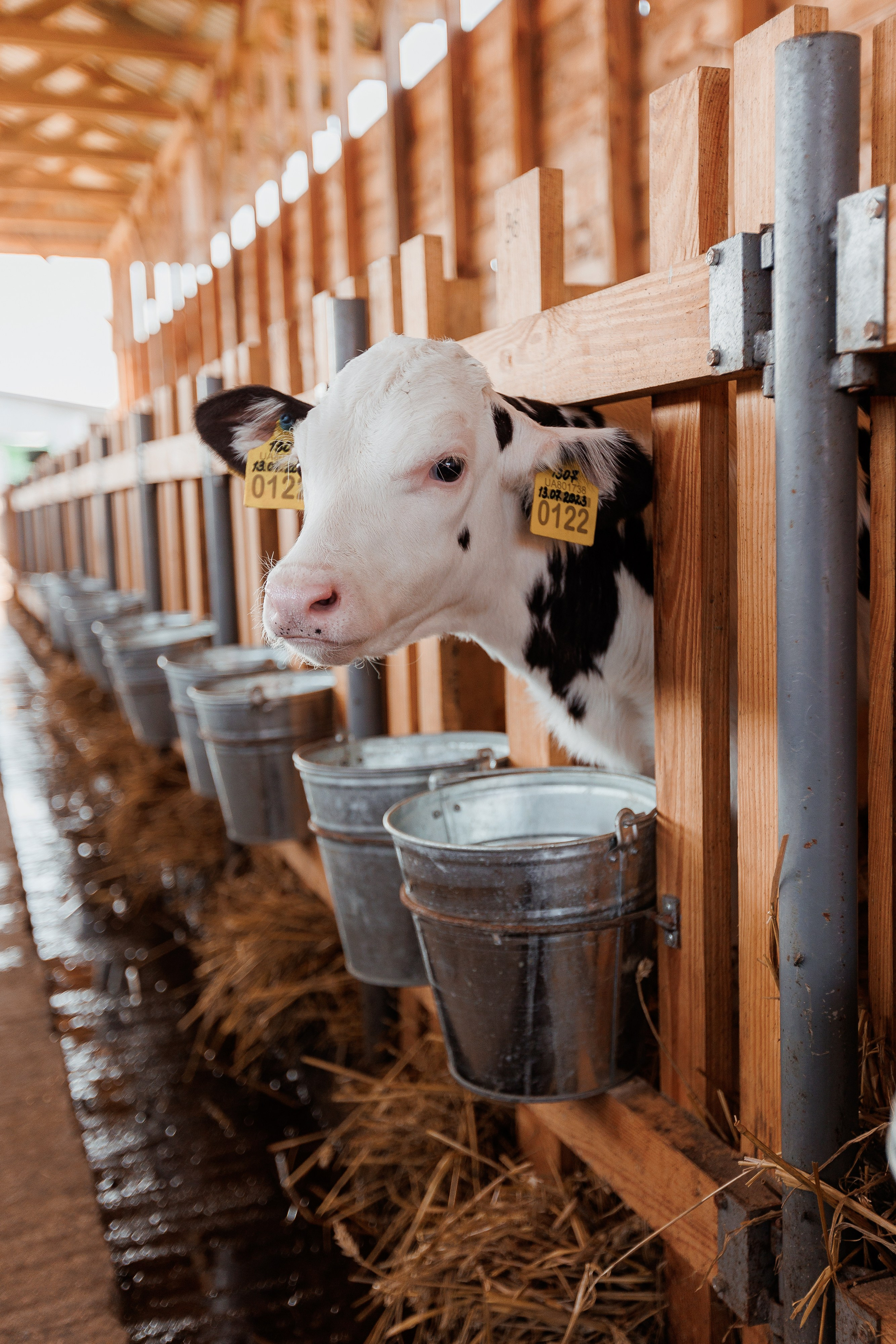 Екопарк Аміла. Ірина Терещук