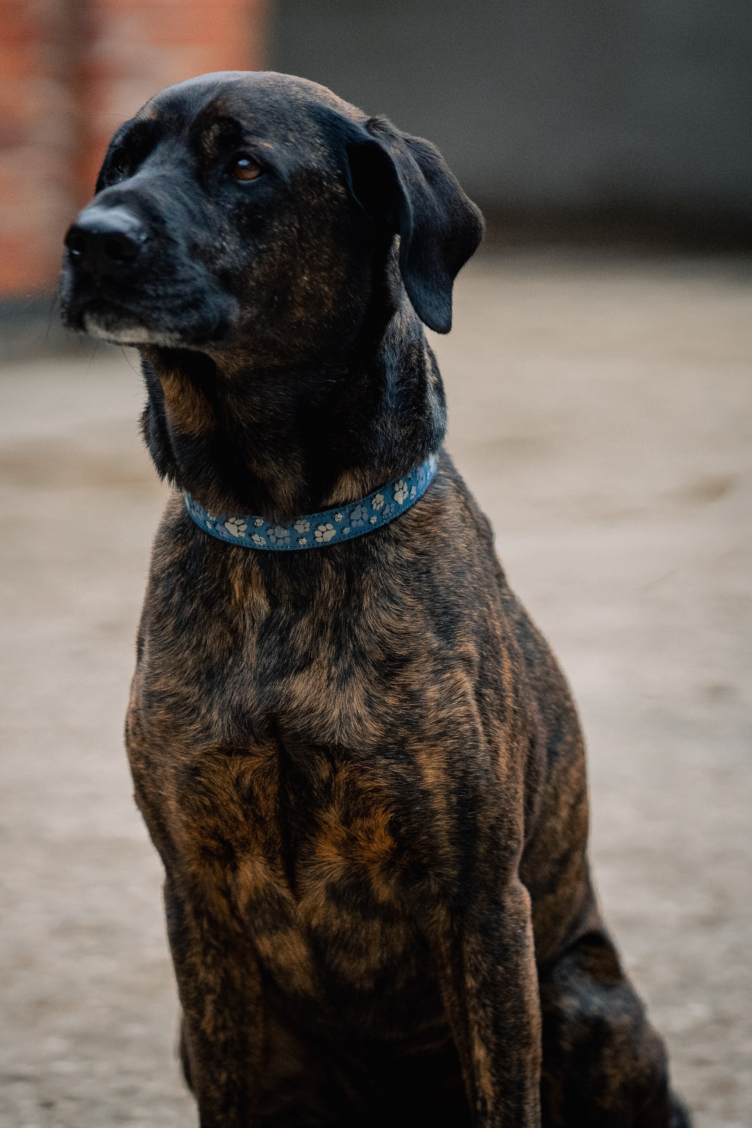 Pets. Ryan Hewitt Photographer