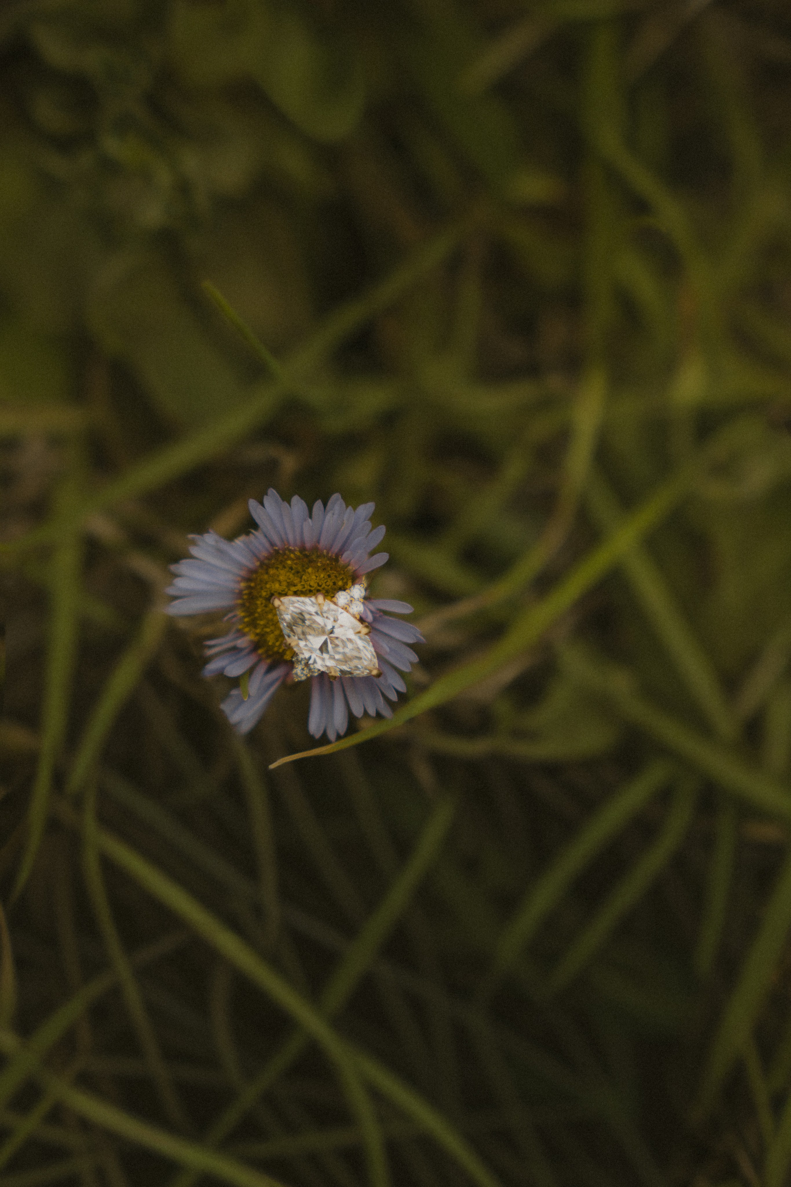 Proposal | Point Reyes. San Francisco Wedding & Elopement Photographeк | photography_of.nadia