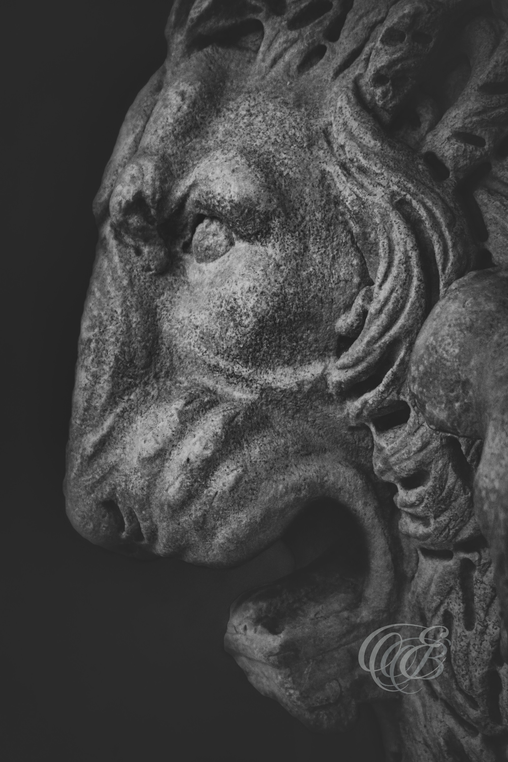 Rome Italy - Capitoline Museum marble lion - Eduardo Bartoli Fine Art Photography - Black and white matte fine art photograph of a marble lion sculpture at the Capitoline Museum in Rome, Italy – photography by Eduardo Bartoli.