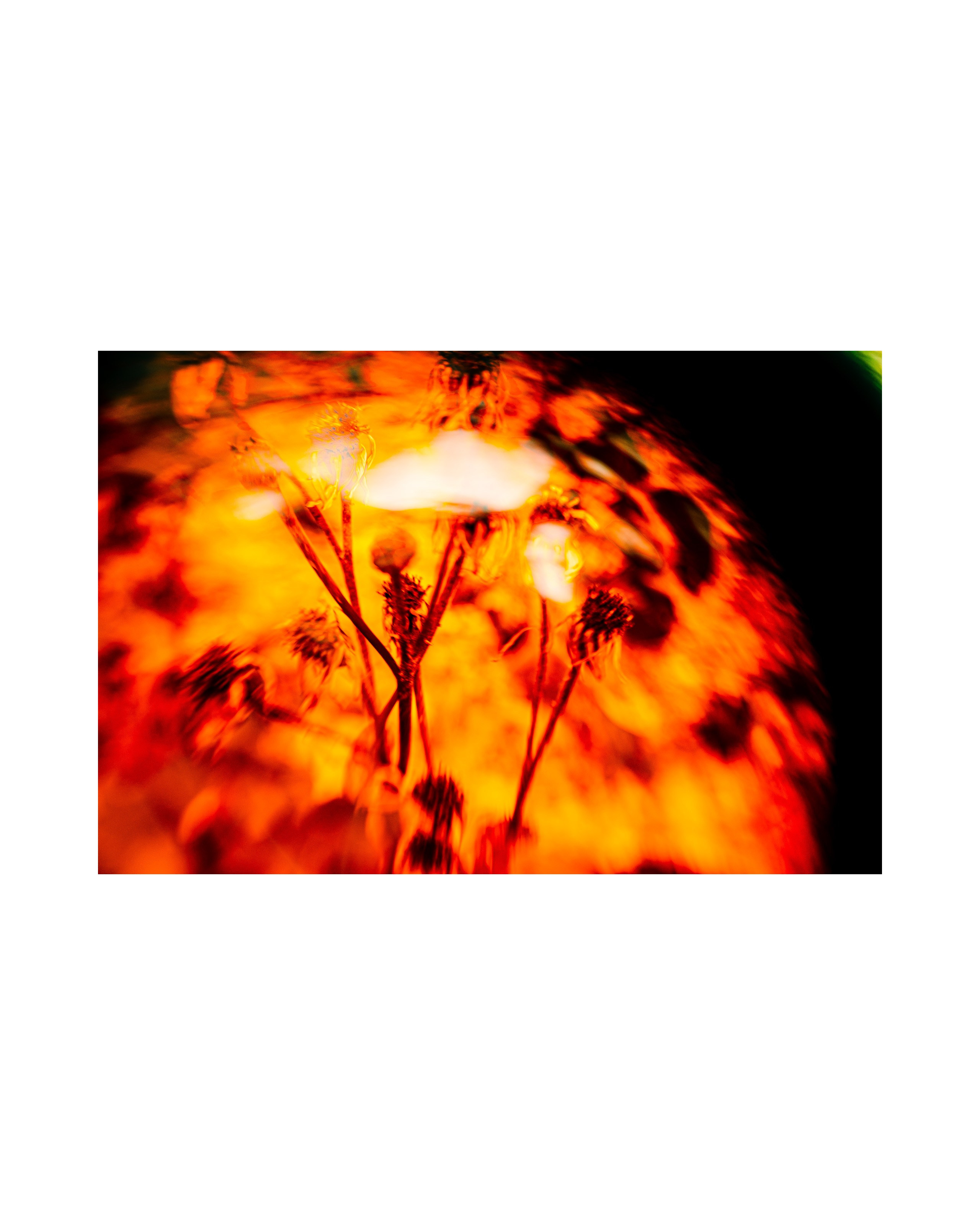 Nature from Exaggerated Worlds. Ekaterina Tsurkina-Appina Photography Canada