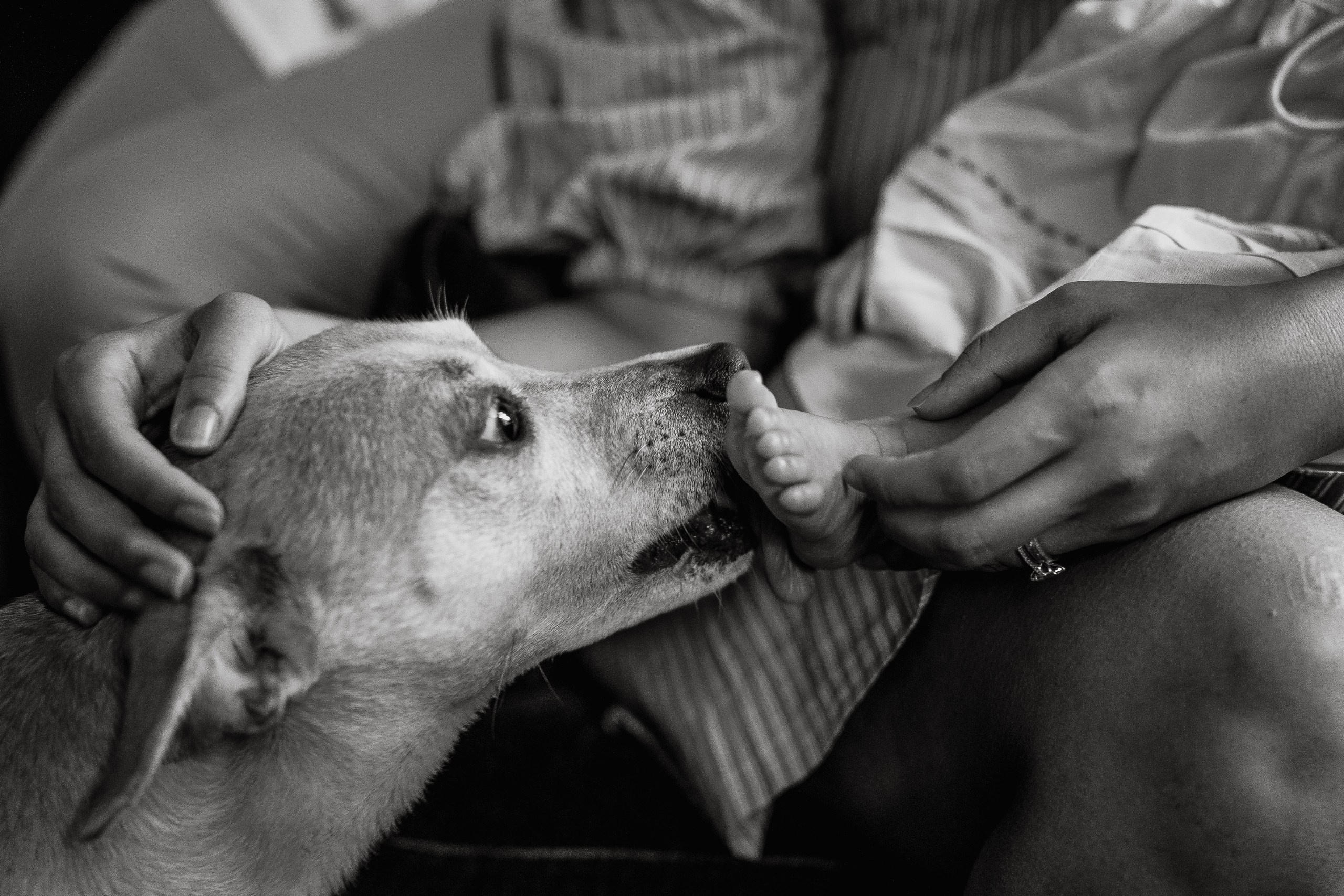 Farah, Sam, Serena, Mellie. Alisa Tant — Family and newborn photographer Bucks County, Montgomery county, Philadelphia, NJ