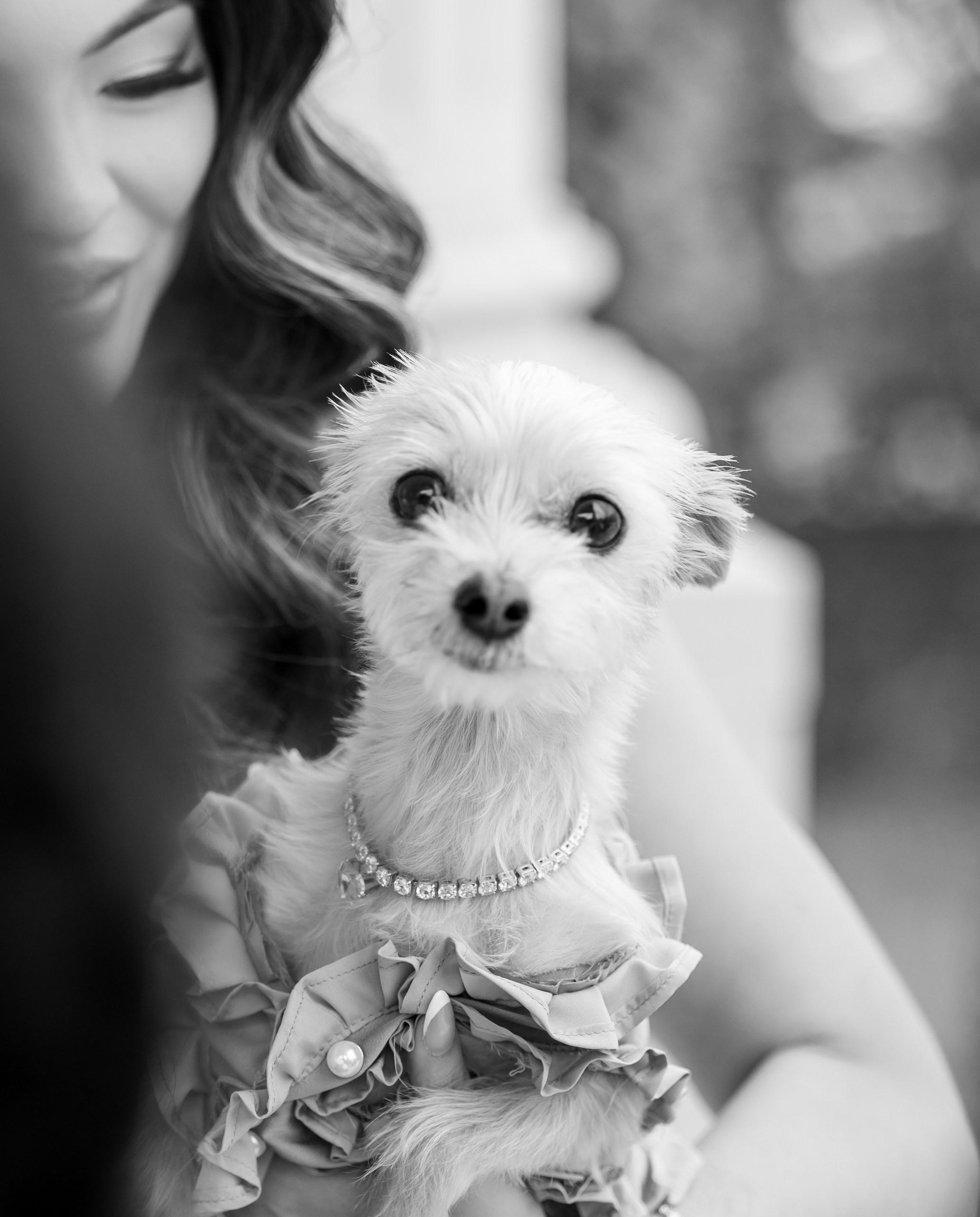 Anna & Gary at The Palace at Somerset Park, NJ. Wedding Photo & Video