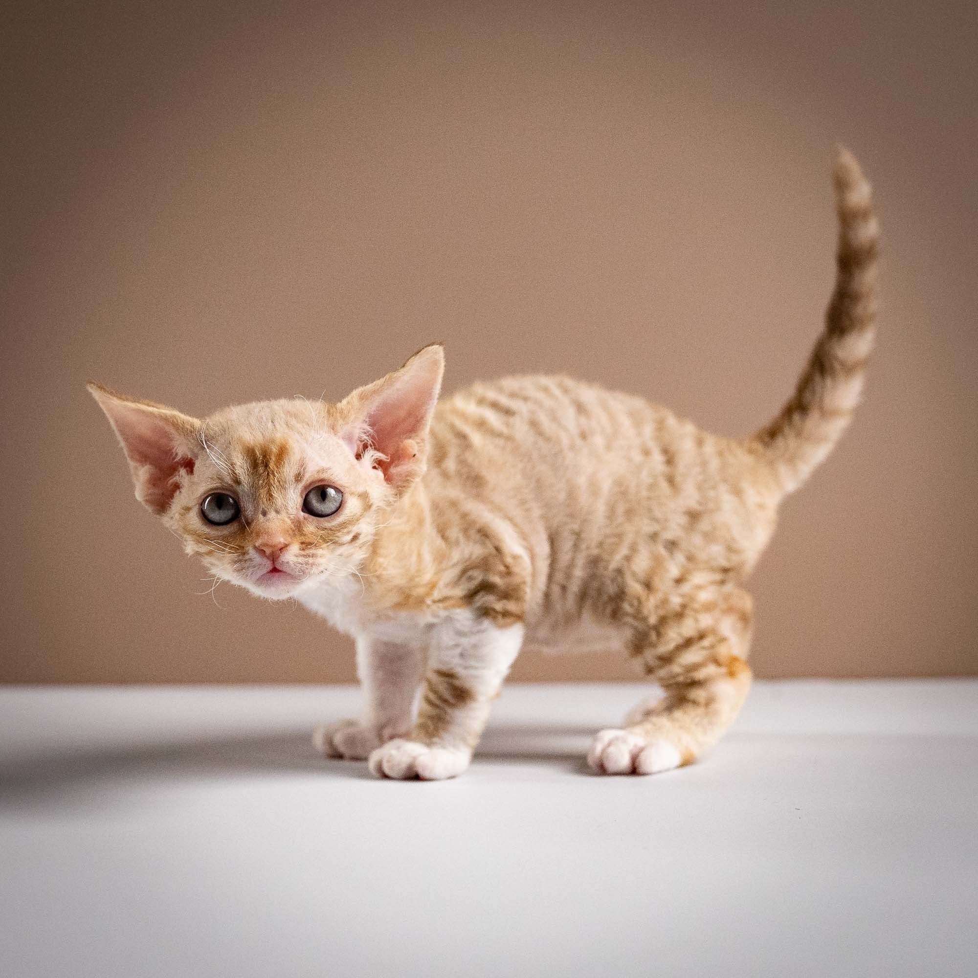 Ophelia, girl, born 02.08.26. Devon Rex Pixie Cattery