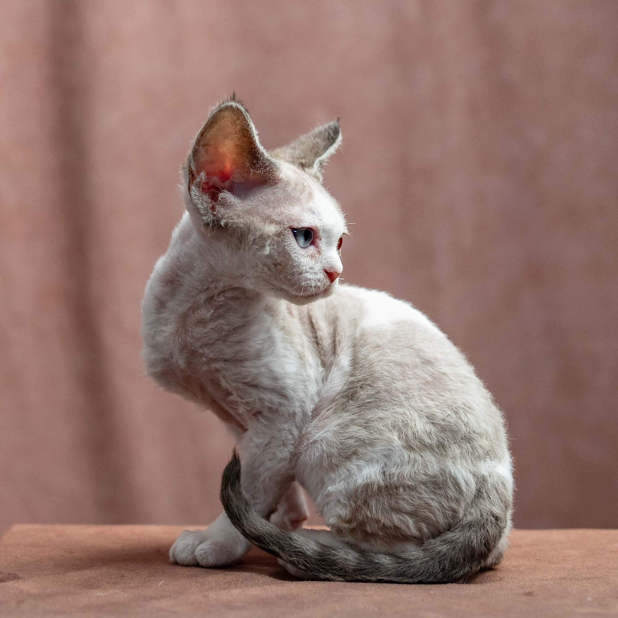 Frodo, boy, born on 01.01.25. Devon Rex Pixie Cattery