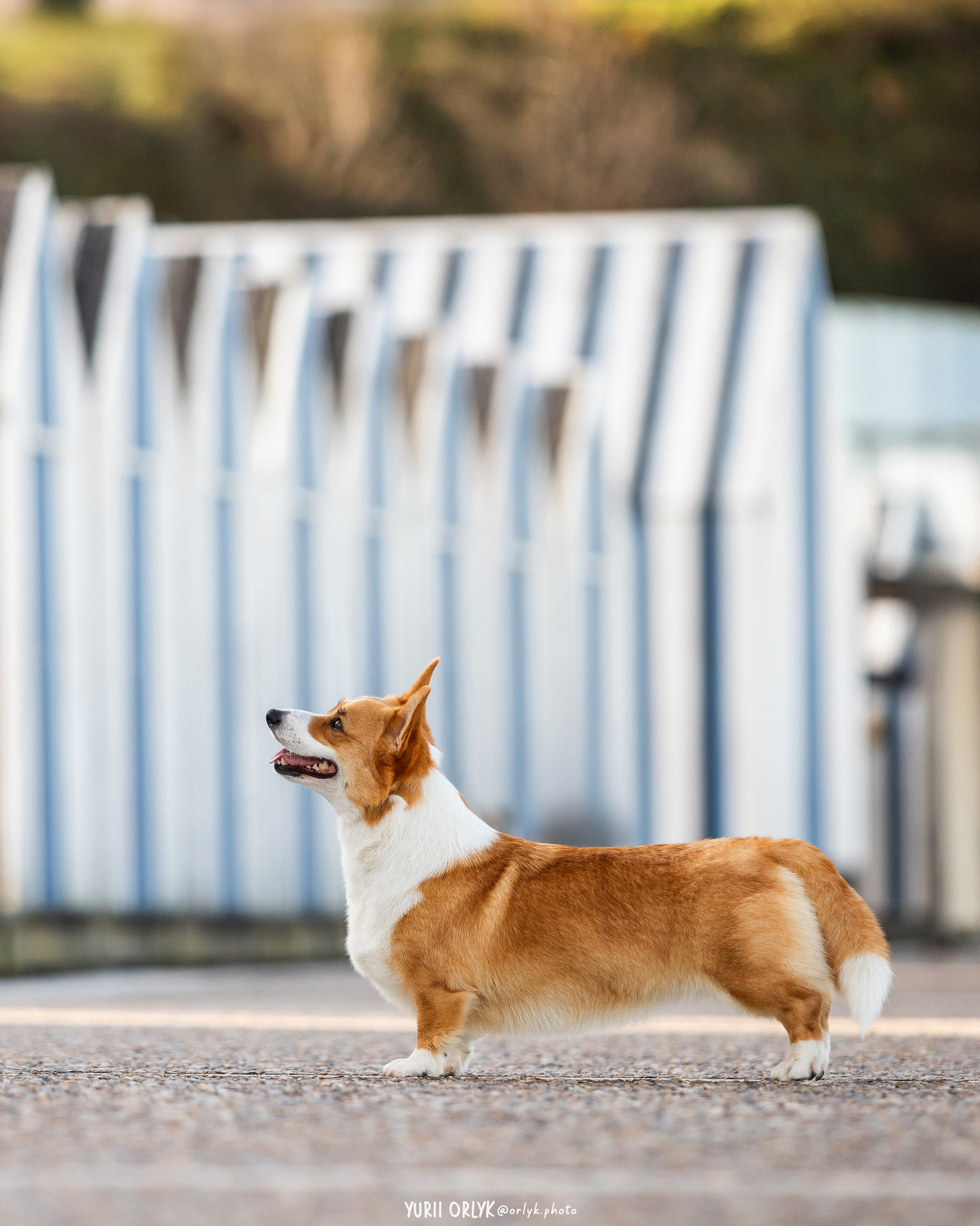 Plener. Yurii Orlyk Photography