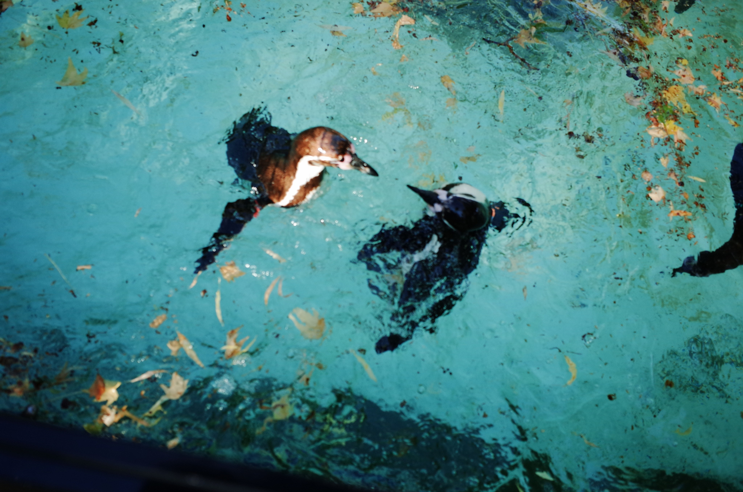 Little penguins. London zoo. Victoria Dini Photography