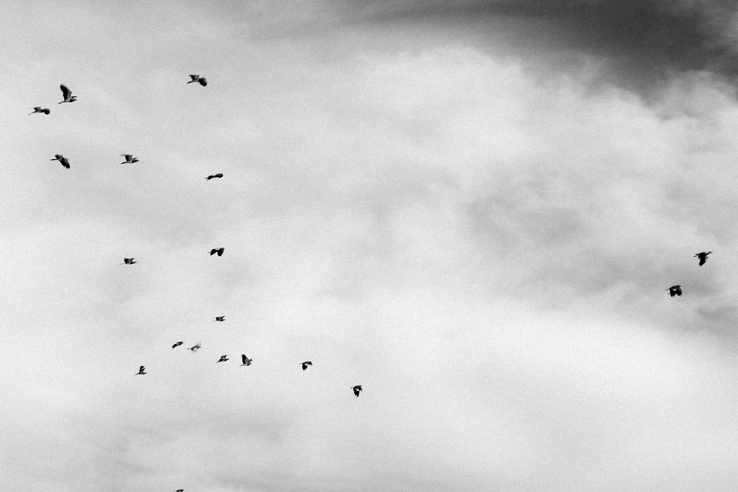 Pré Wedding. Reference Visuals