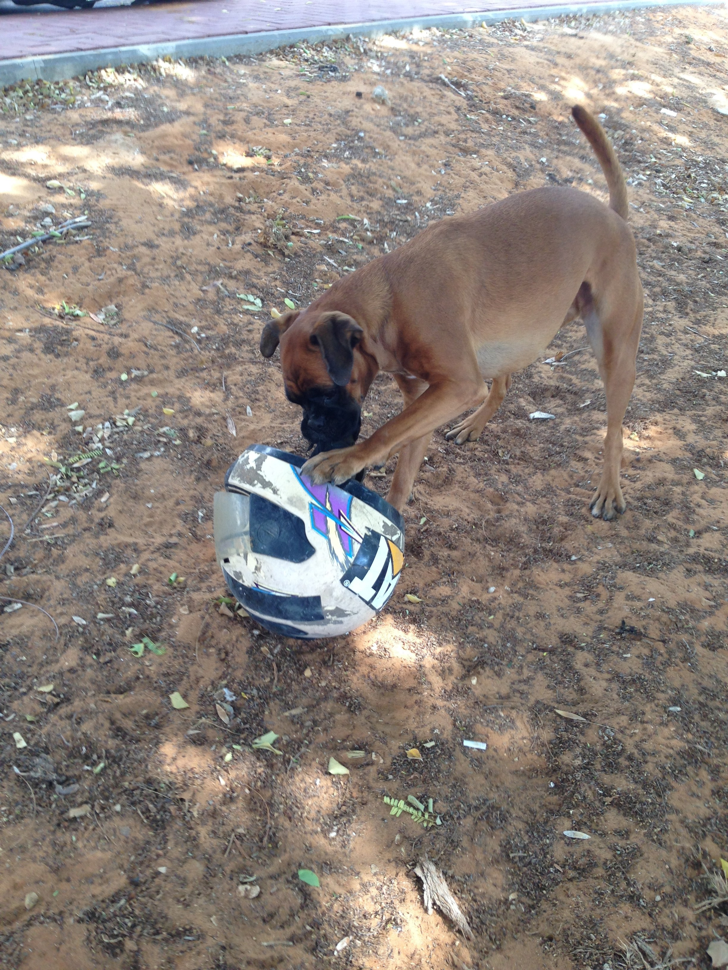 My ״Star״ Boxer Dog