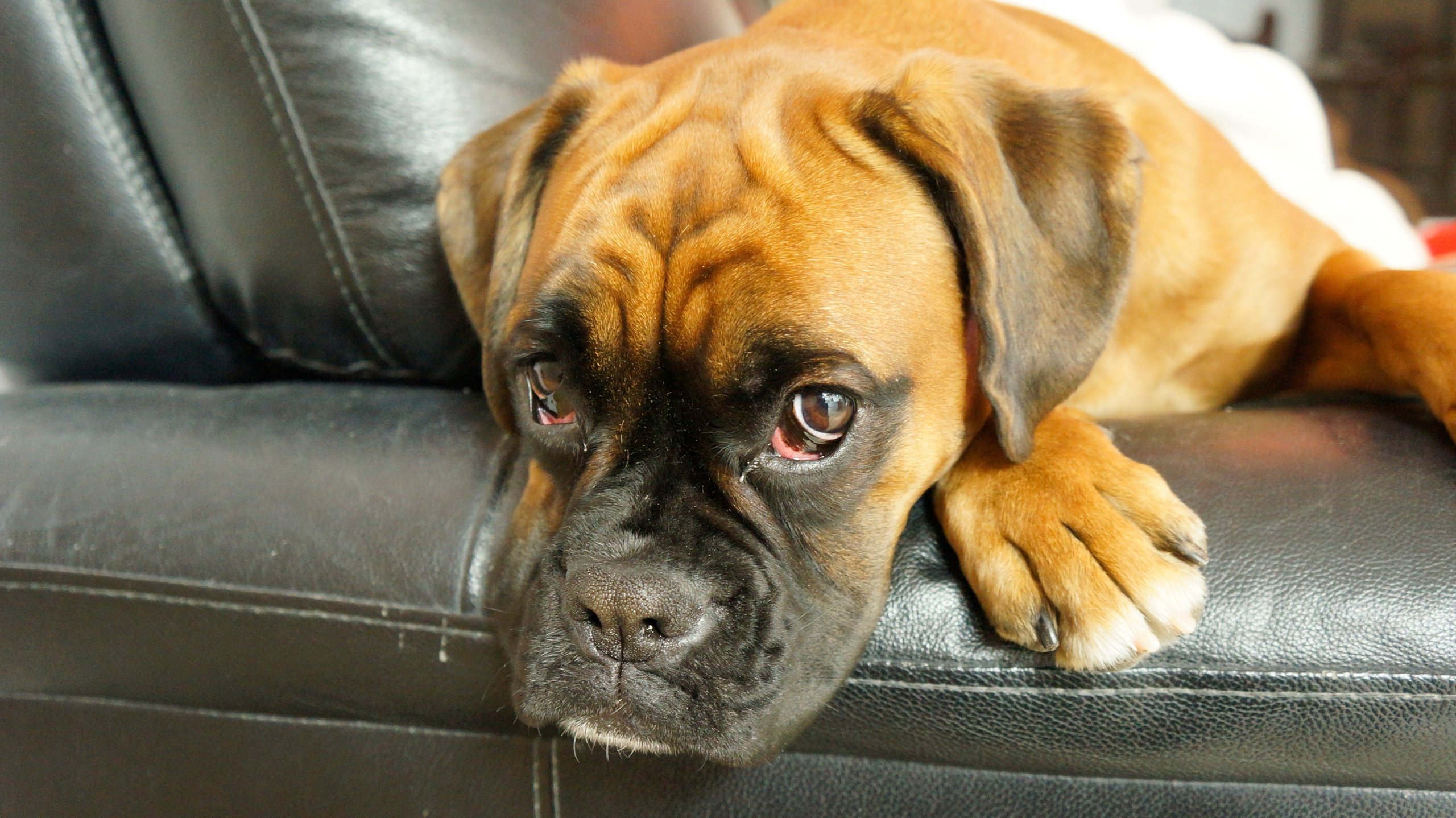 My ״Star״ Boxer Dog