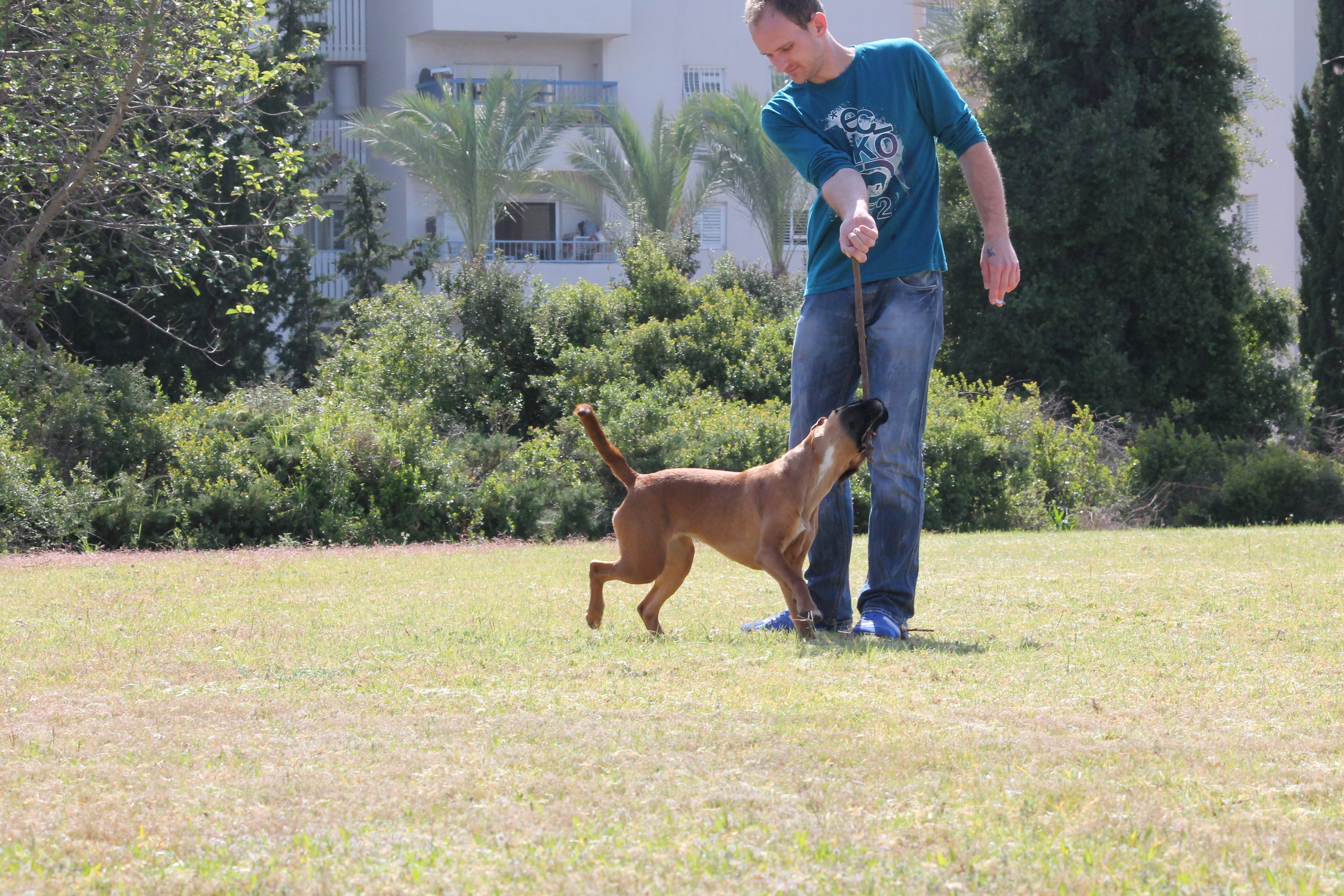 My ״Star״ Boxer Dog