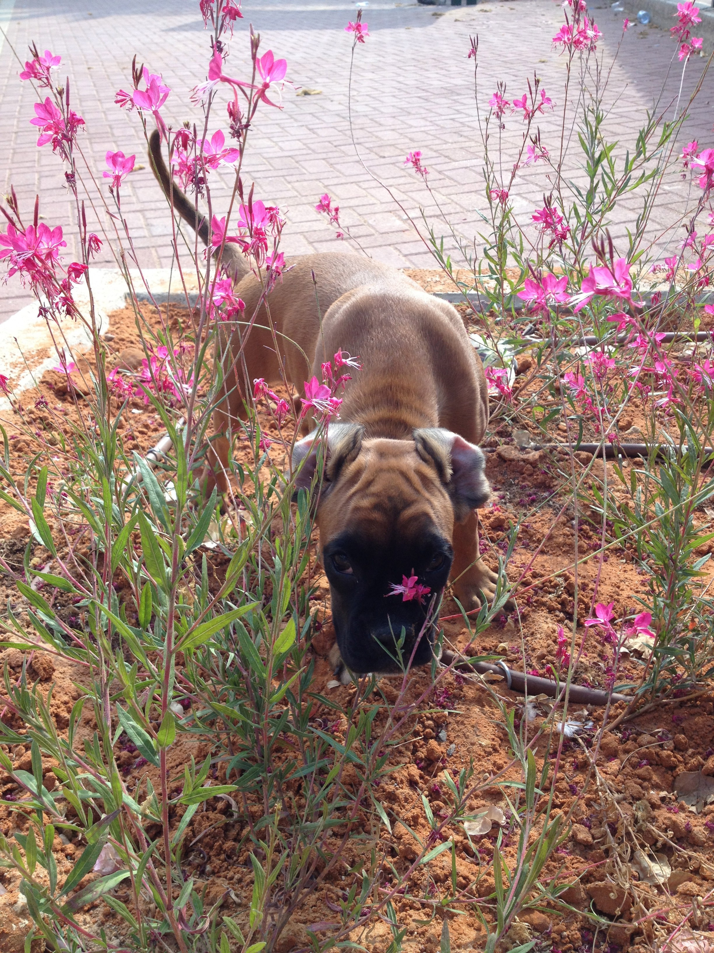 My ״Star״ Boxer Dog